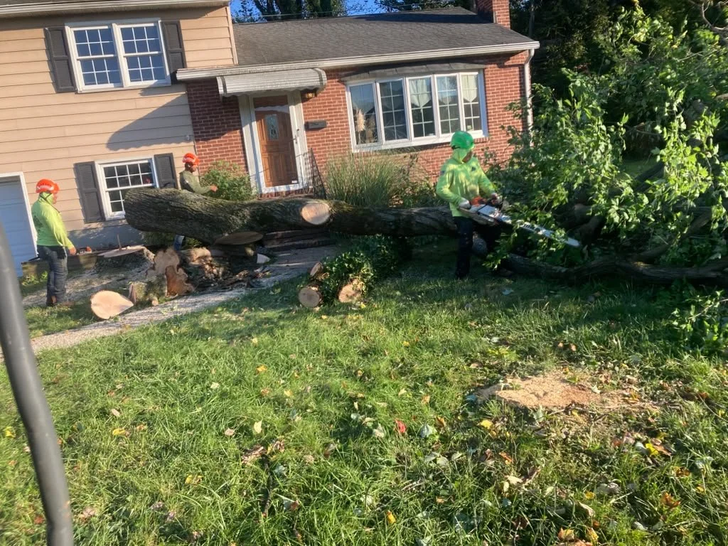 Tree removal