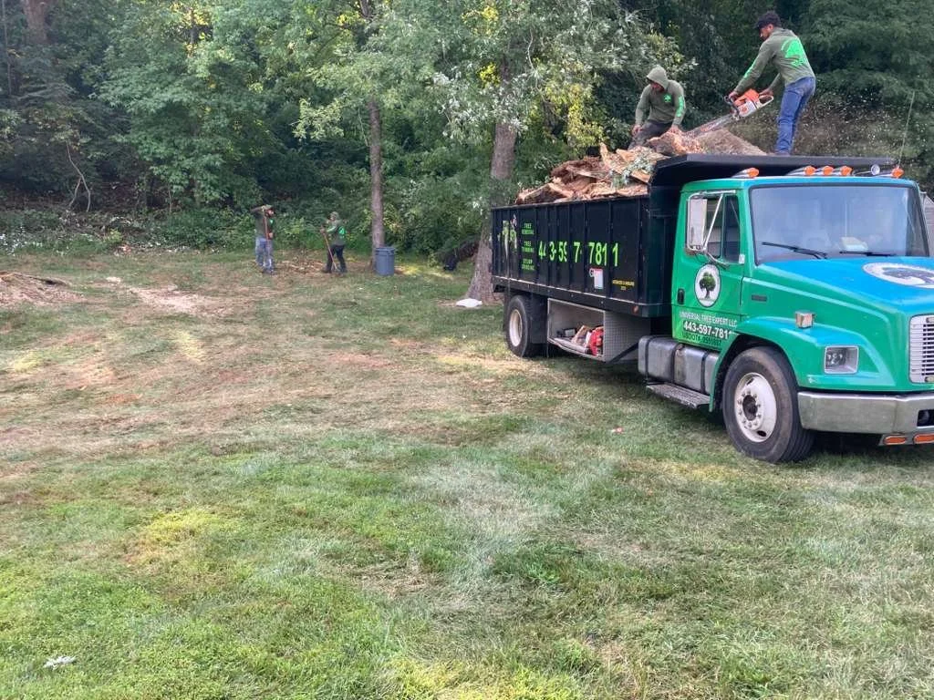 Large tree removal