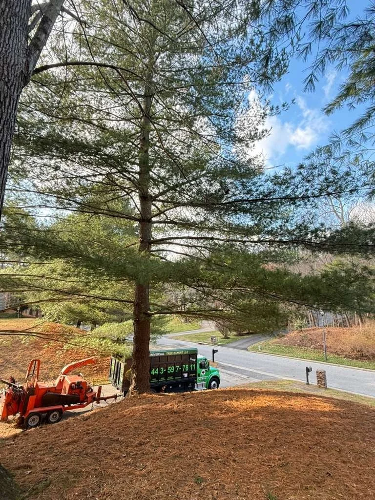 Tree elevation and cleanup