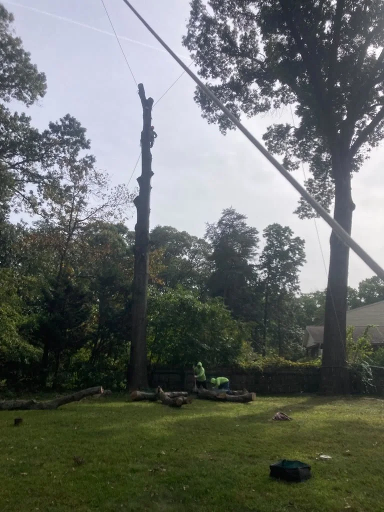 Tree climber cutting down a big tree