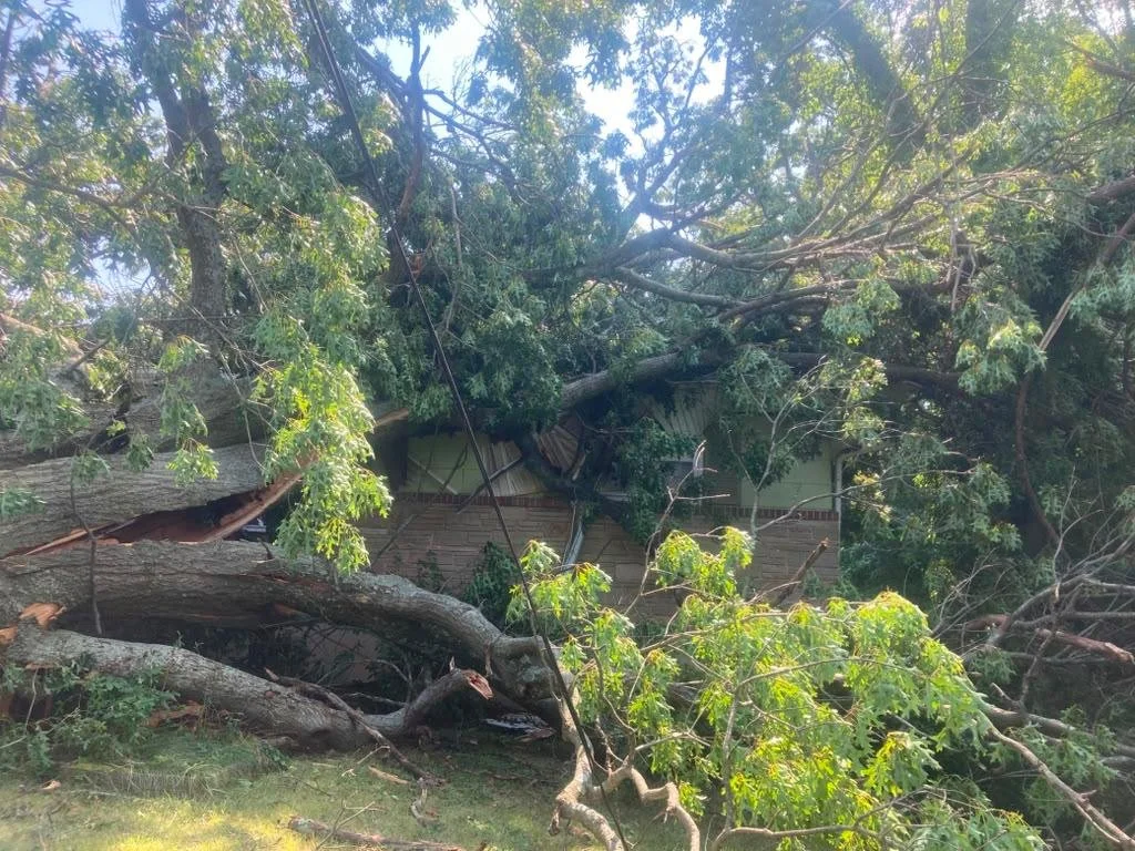 Fallen tree