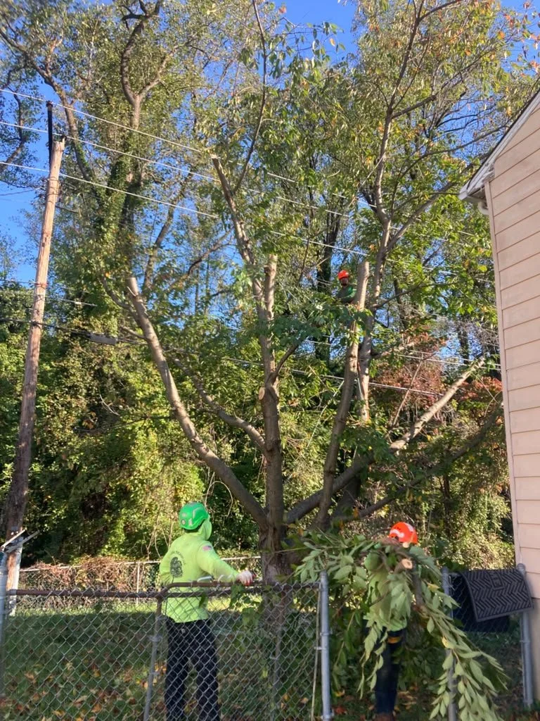 Tree removal from power lines