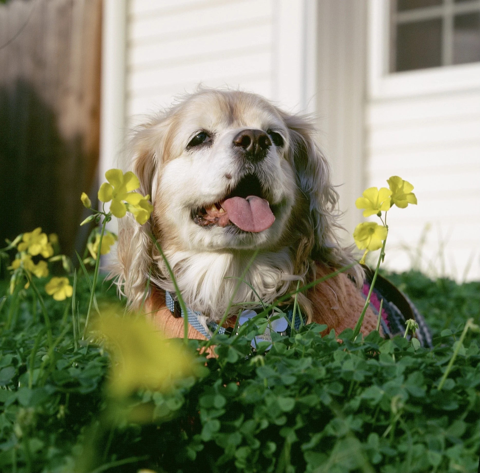 Shot on Medium format, Sydney sits and enjoys the fresh air. 