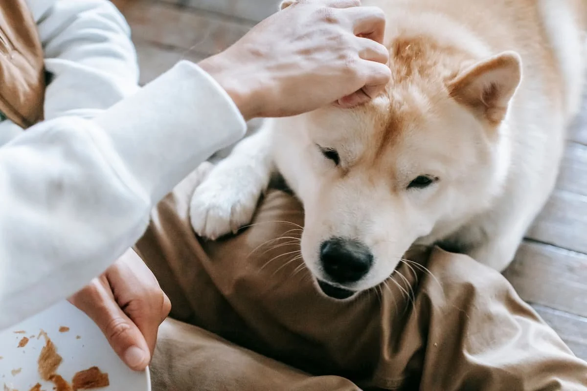 Person petting a cream-colored dog with a black nose on a wooden floor.