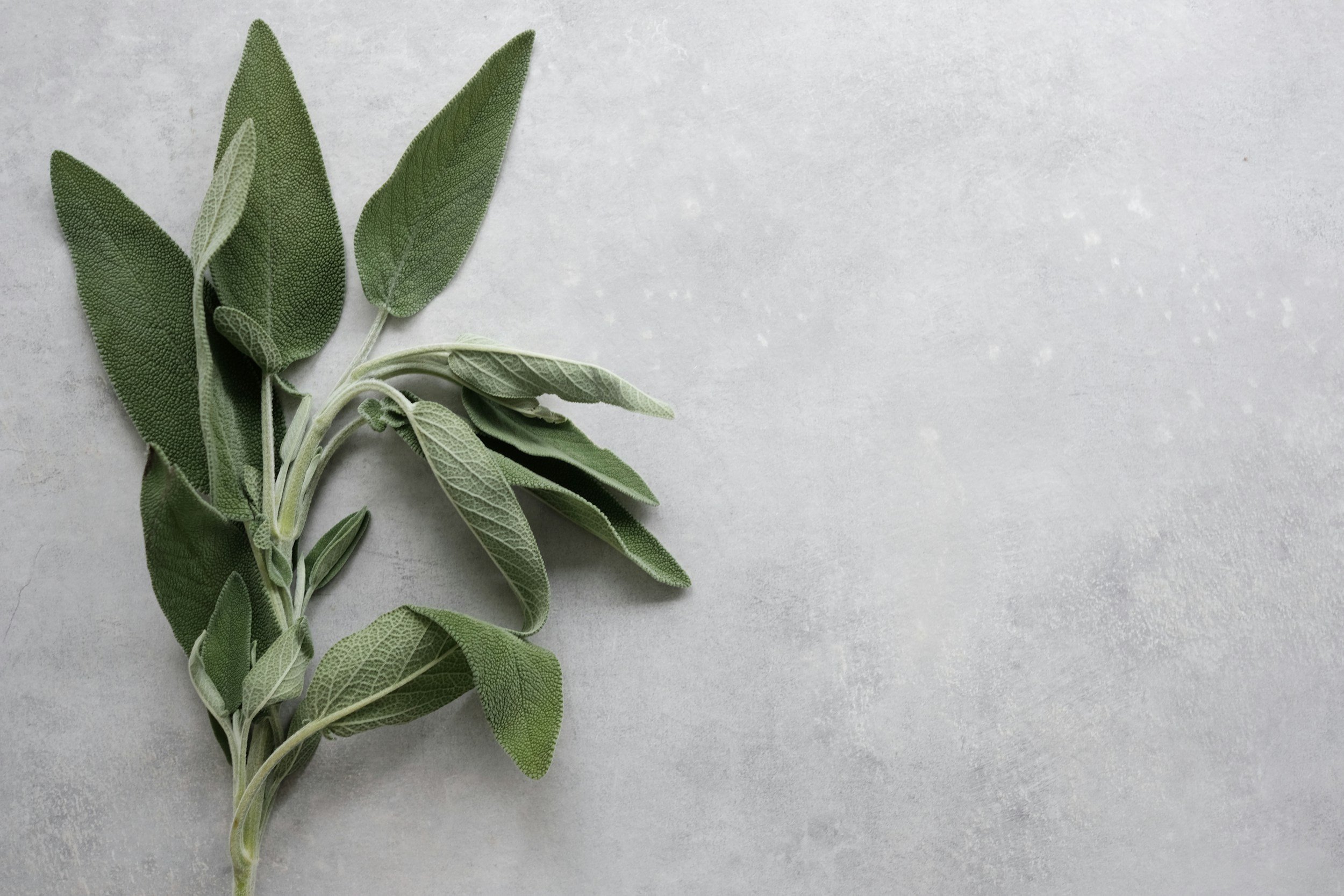 A sprig of sage leaves on a light textured surface.
