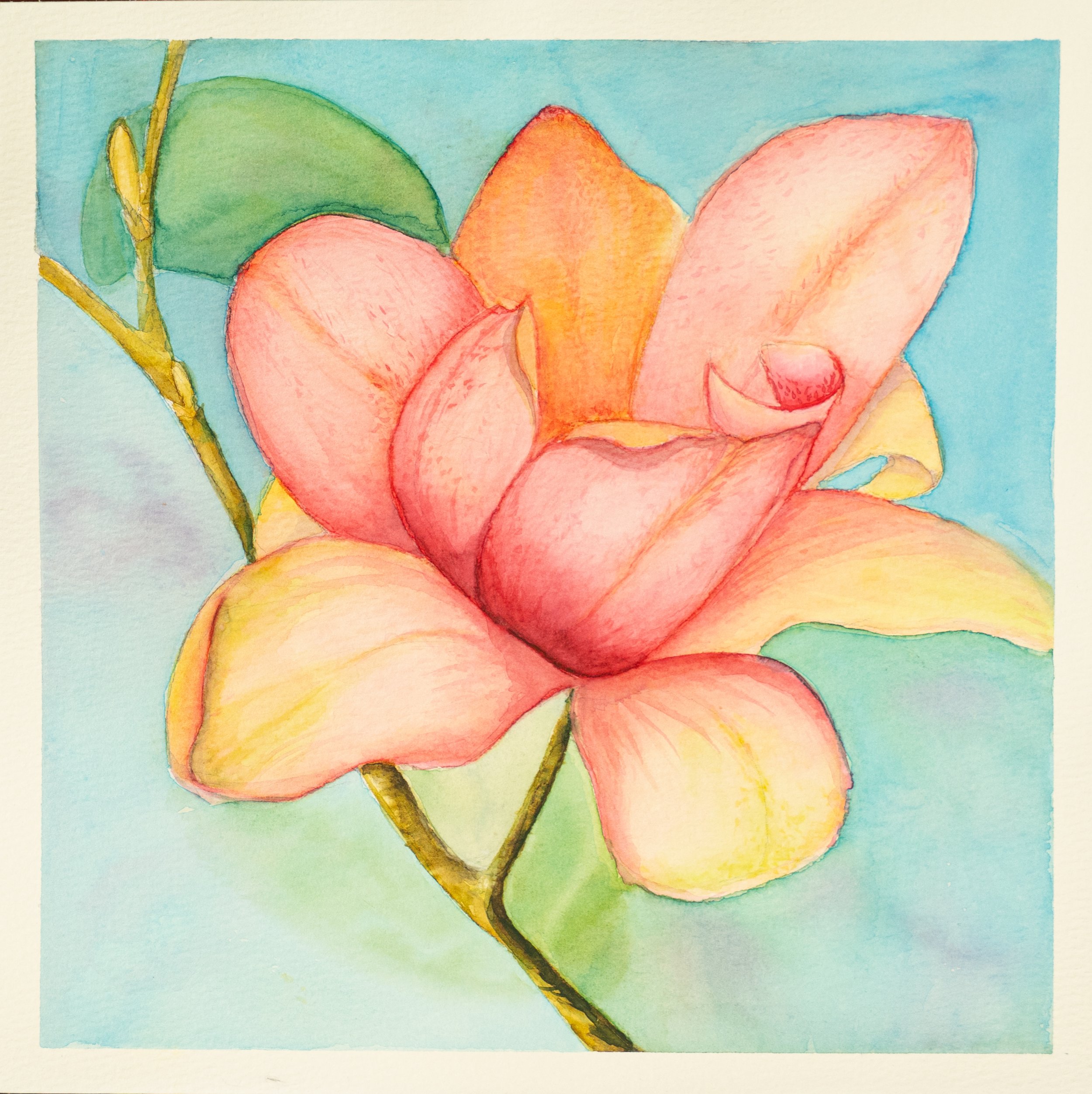 Magnolia |  watercolor