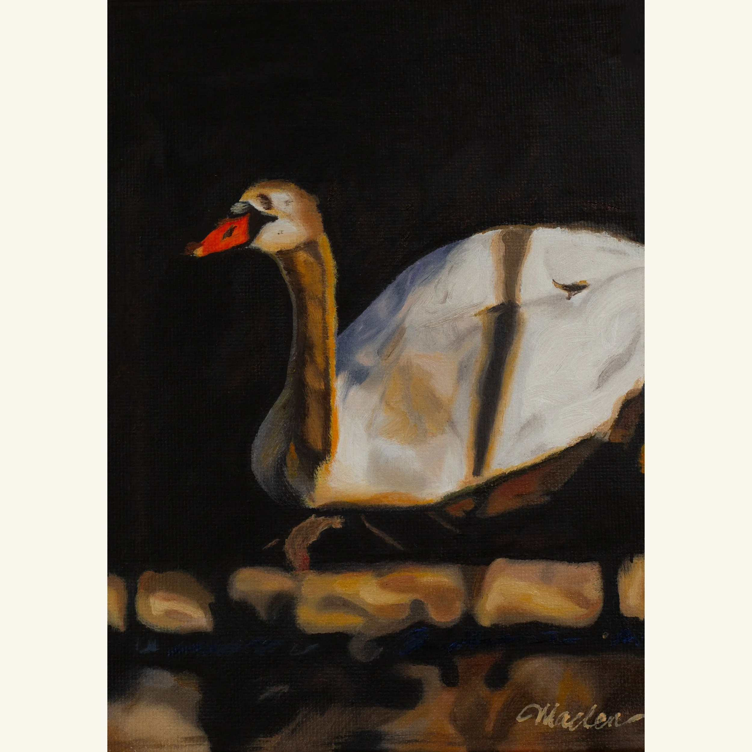 Golden Hour Swan PRINT