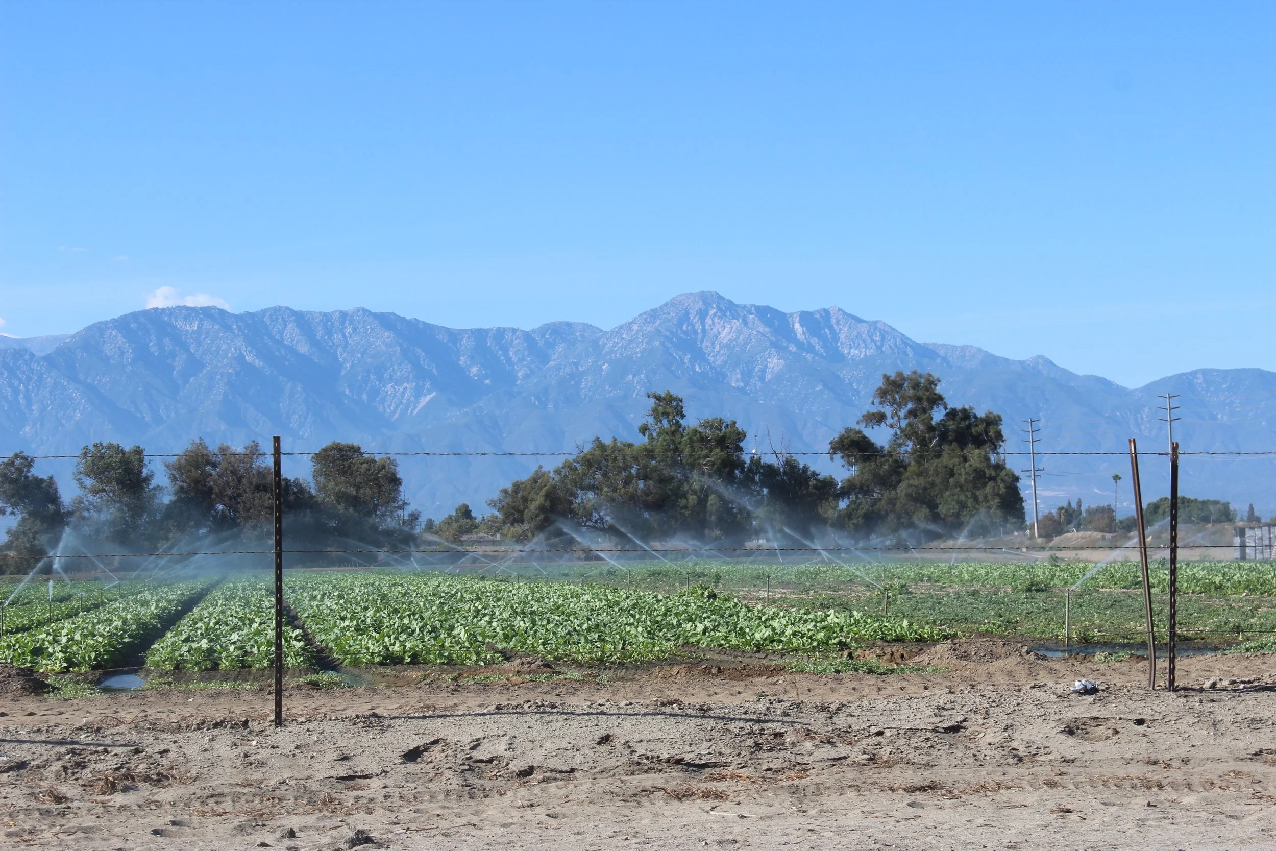 Dairy and agricultural land in Ontario City Council District 3 with Mount Baldy in the background.