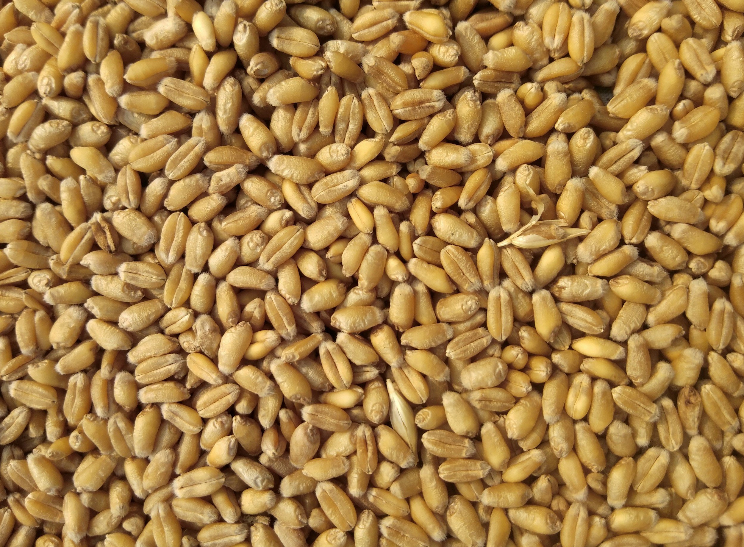 Close-up of many wheat grains.
