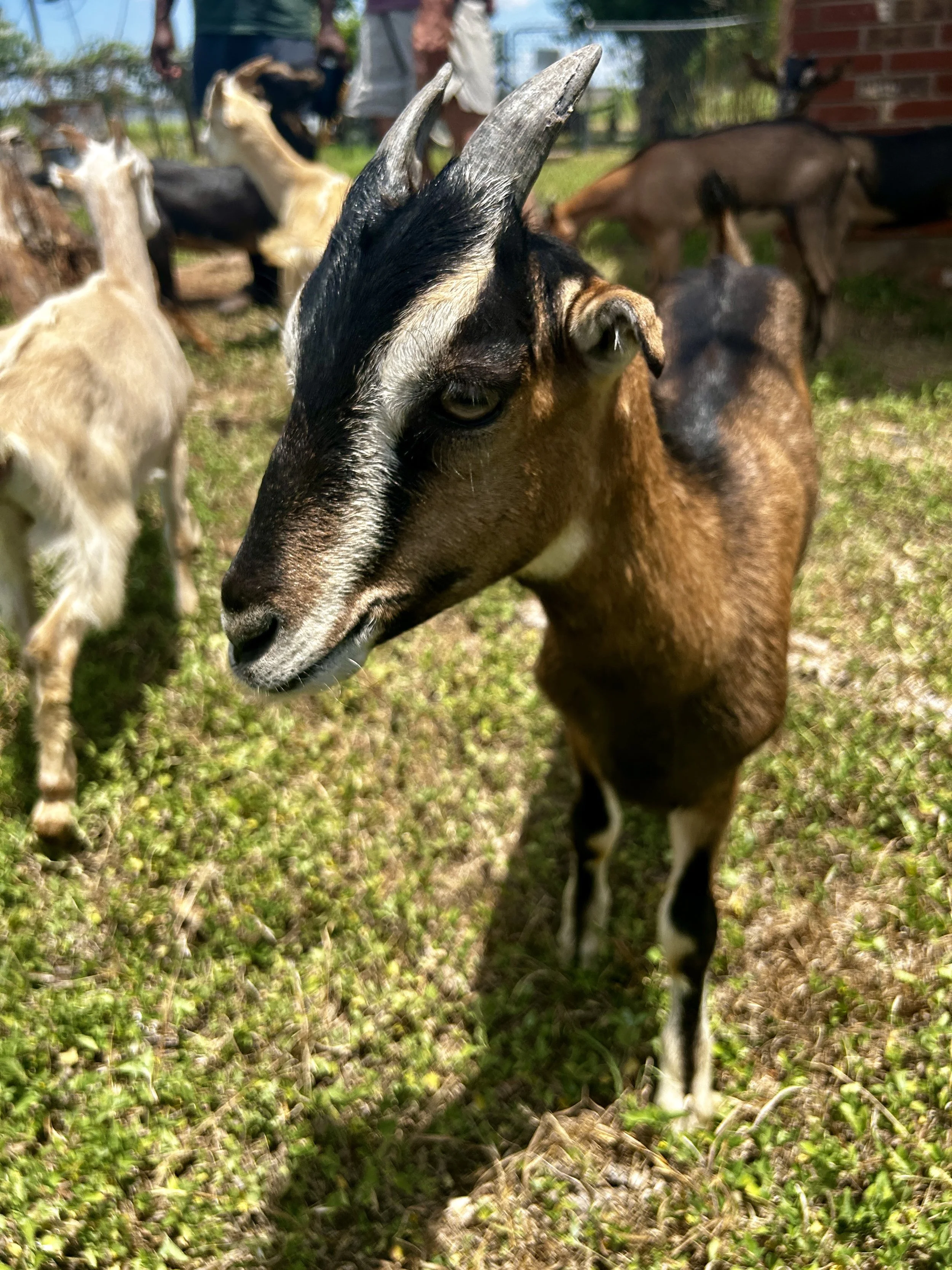 Close-up of a brown and black goat with white markings, standing on green grass, with other goats and people in the blurred background.