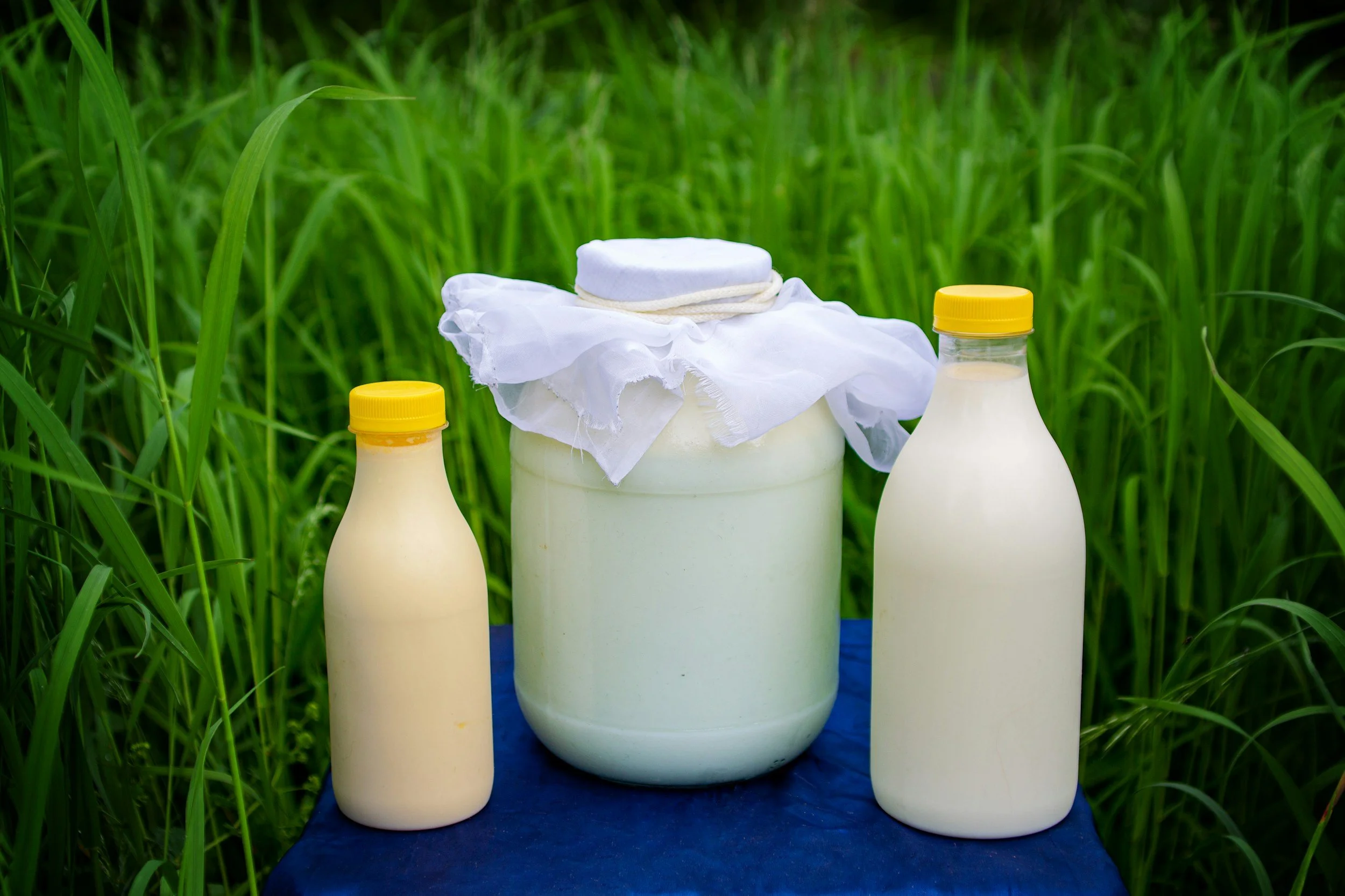 Three bottles of a white liquid, with the central bottle covered with a white cloth and a white cloth wrapped around its neck, in front of green grass.