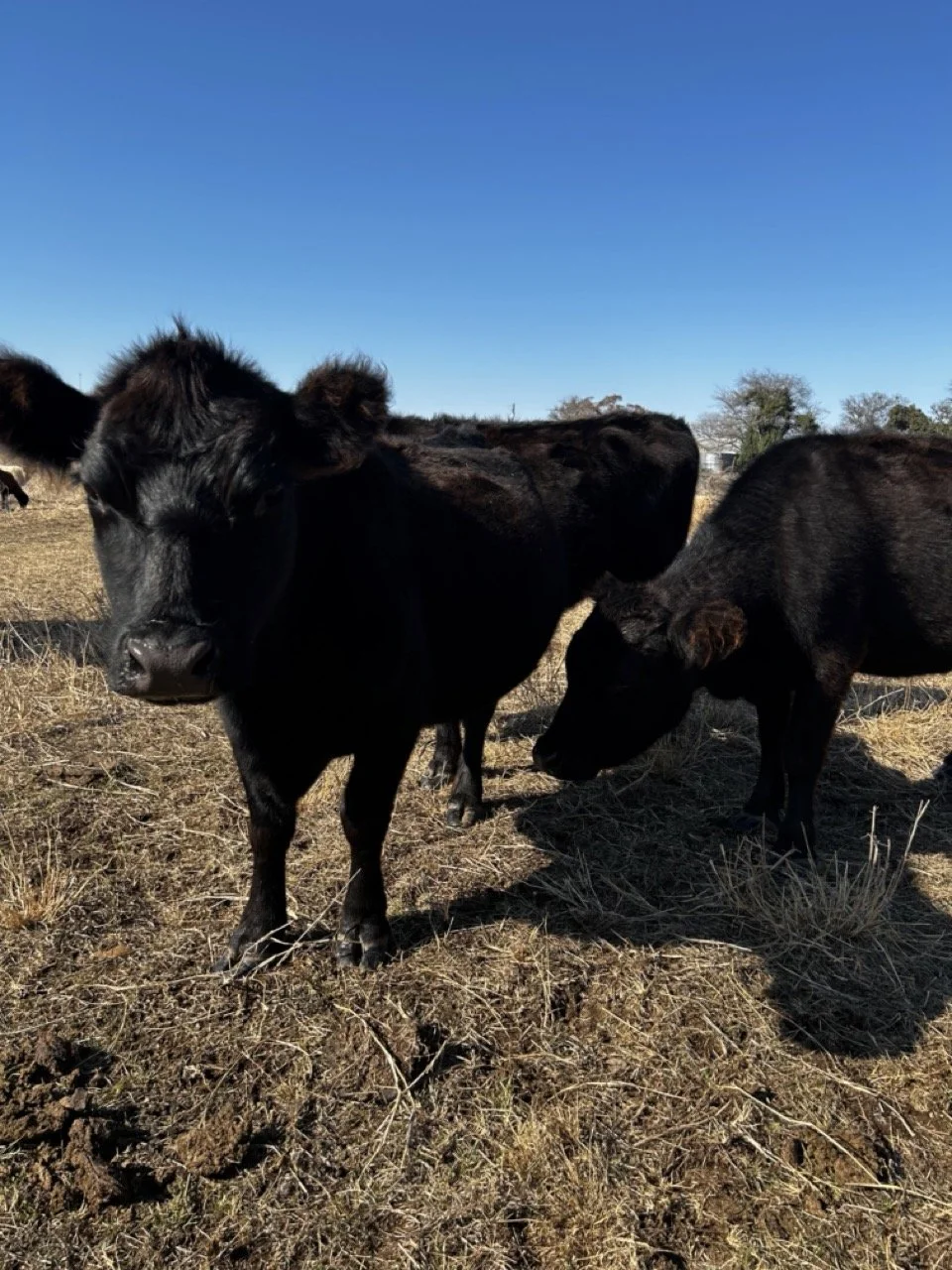 Several black calves in a grassy field under a clear blue sky.