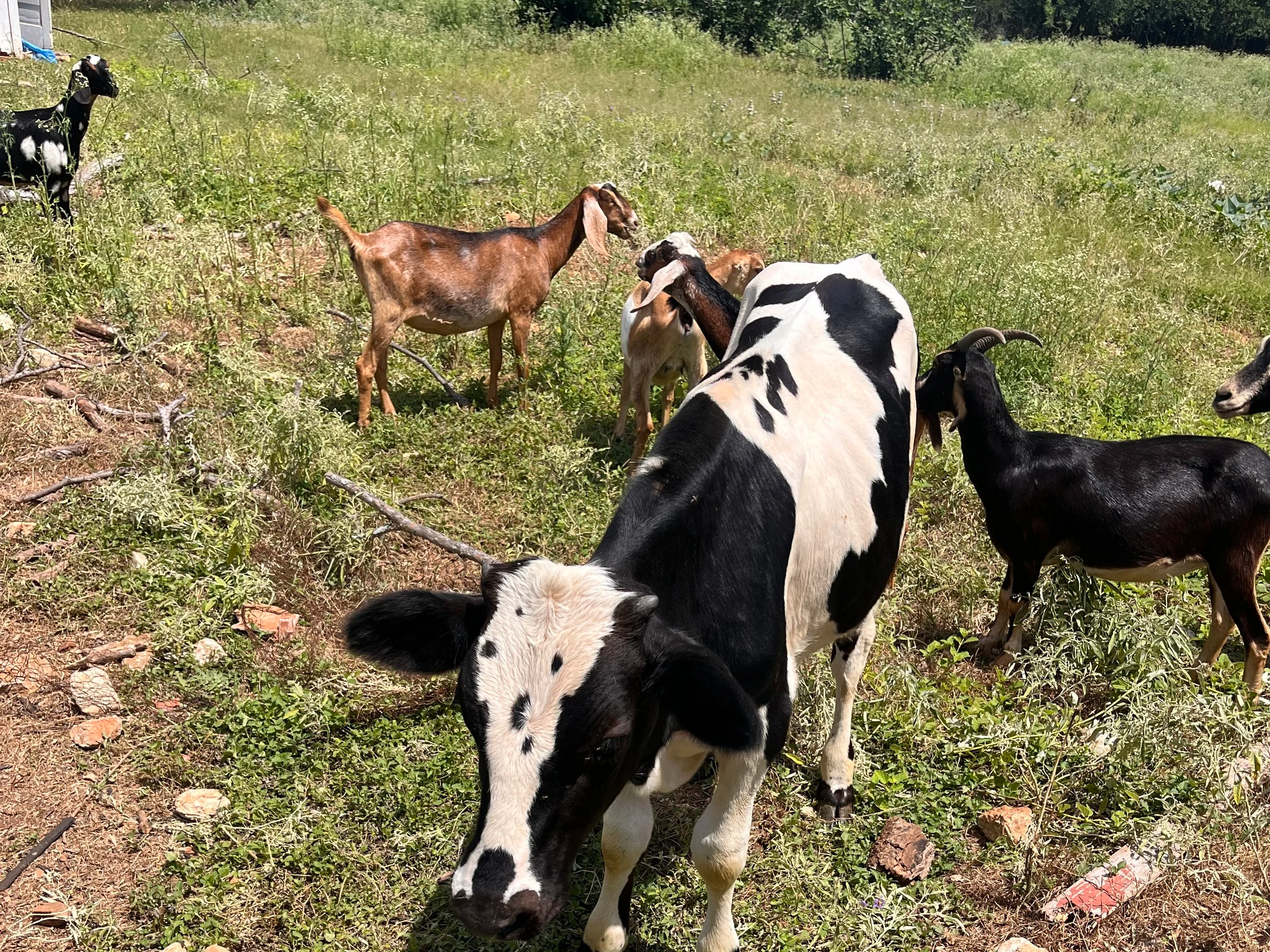 A group of goats of various colors and patterns standing and grazing in a grassy field with trees in the background.
