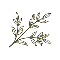 A simple illustration of a leafy sprig with multiple branches and elongated leaves.