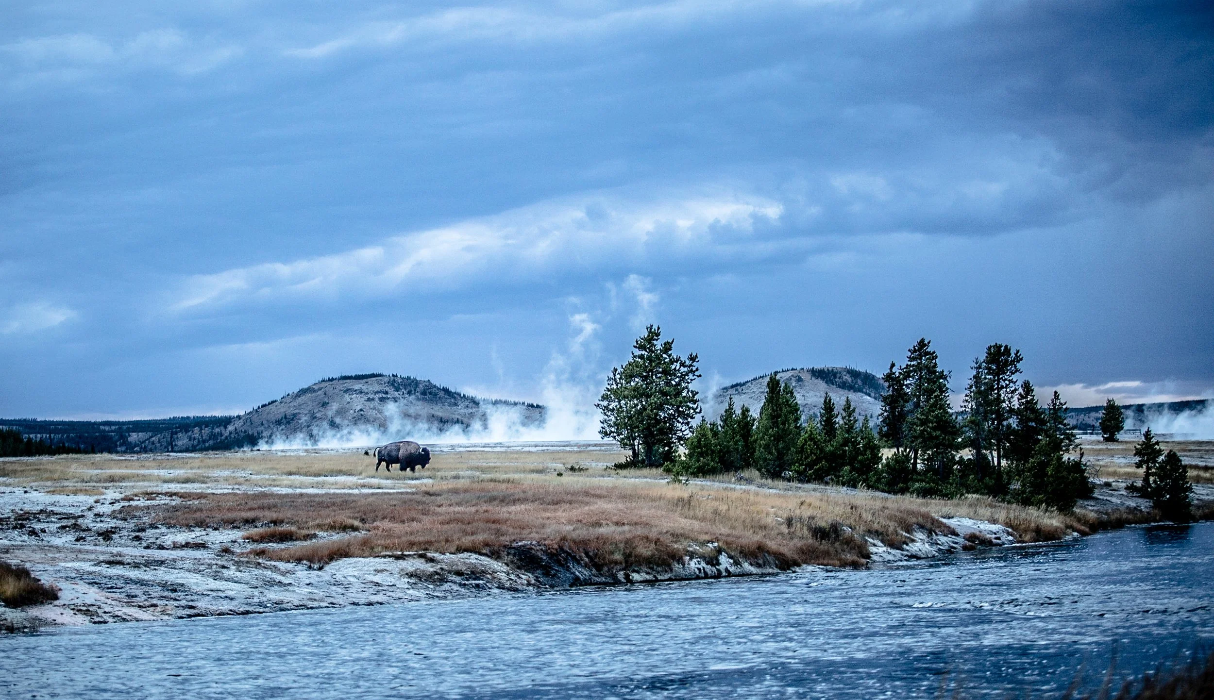 buffalo_yellowstone.jpg