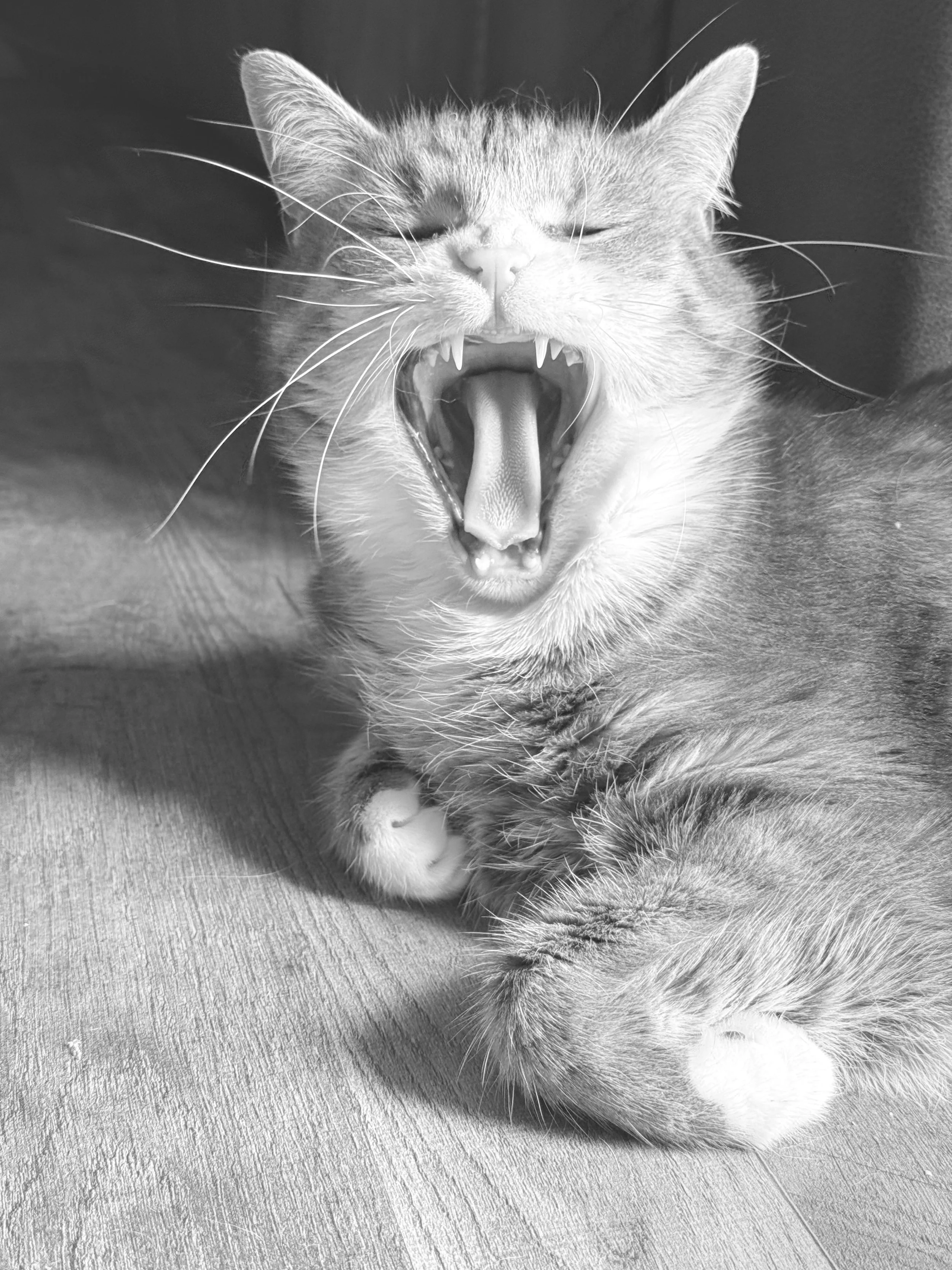 A black and white photo of a yawning cat with eyes closed, showing its teeth, with detailed fur and whiskers, lying on a textured surface.