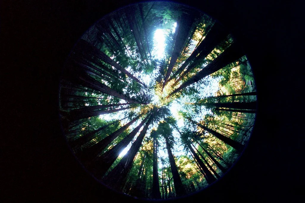 View of tall pine trees in a dense forest, seen from below with sunlight shining through the canopy.