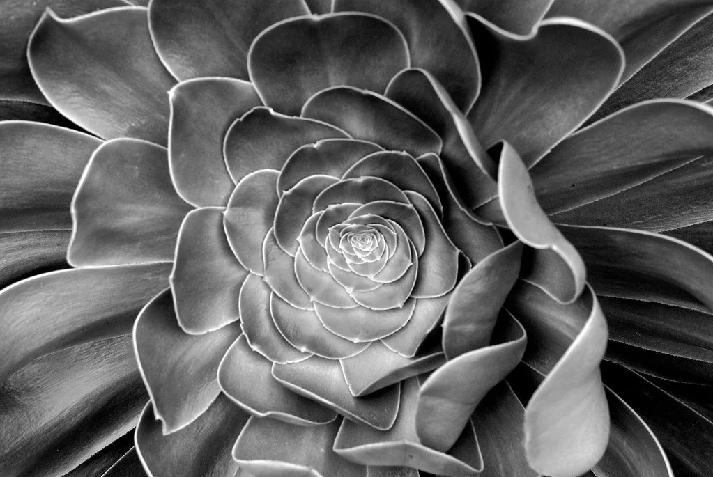 Close-up black and white photo of a succulent plant with rosette-shaped leaves.