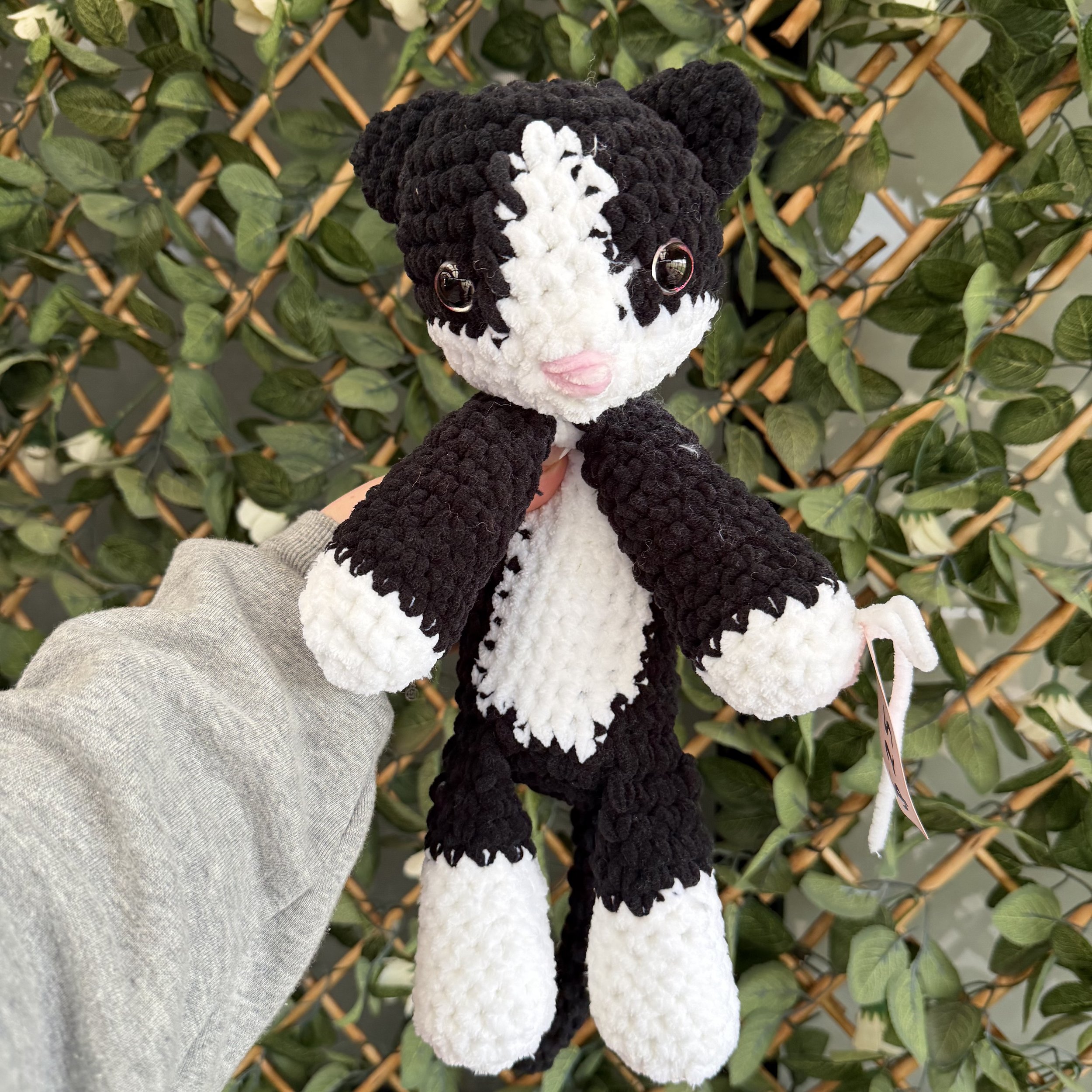 Black and White Cat