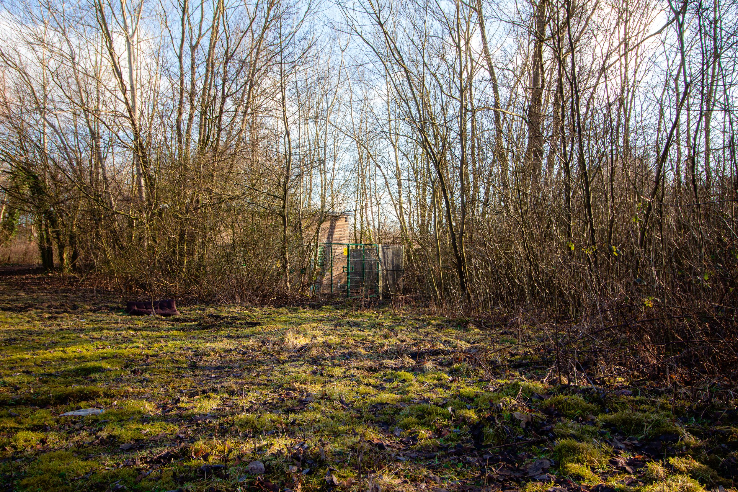 A wooded area with leafless trees, a mossy grassy ground, and a small fenced area with a brick building in the background.