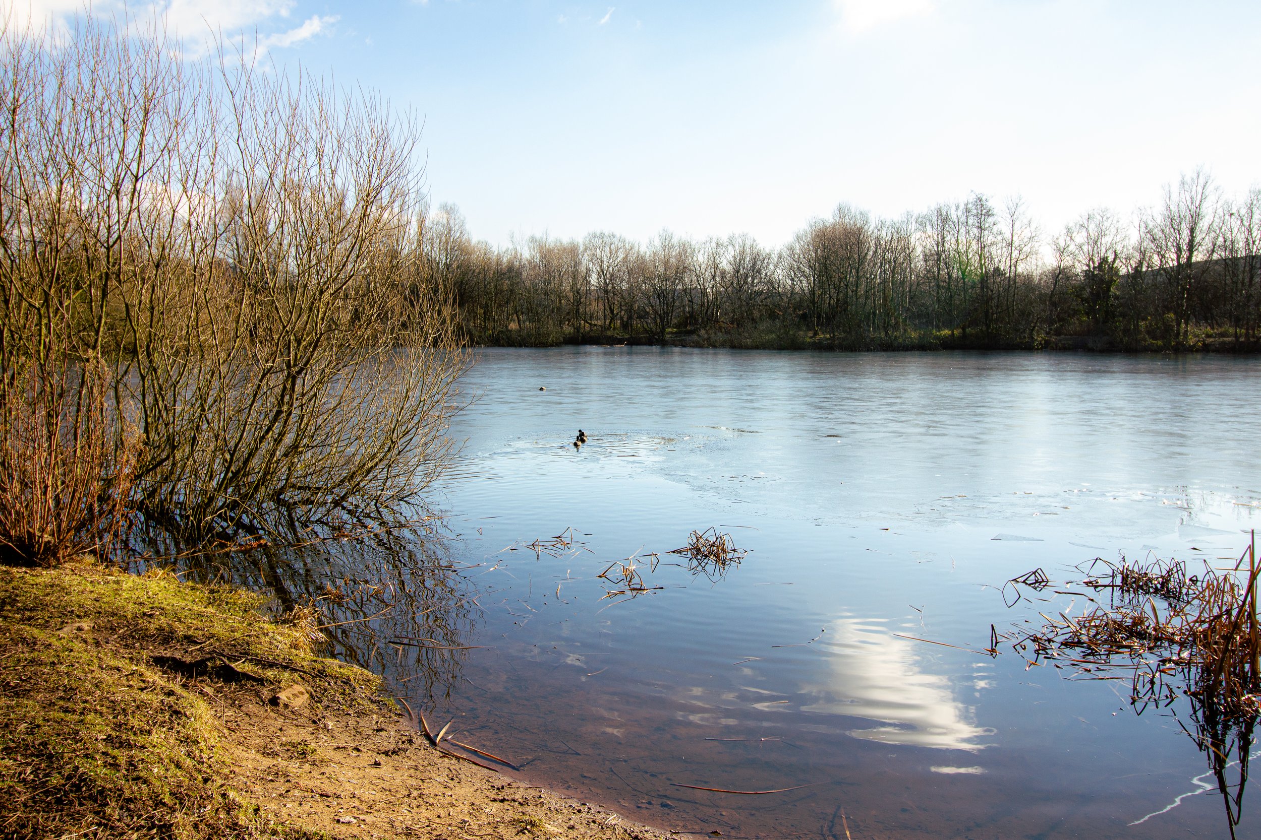 A peaceful river scene with a muddy shoreline in the foreground, leafless bushes on the left, and a line of trees across the water, under a clear blue sky with sunlight.