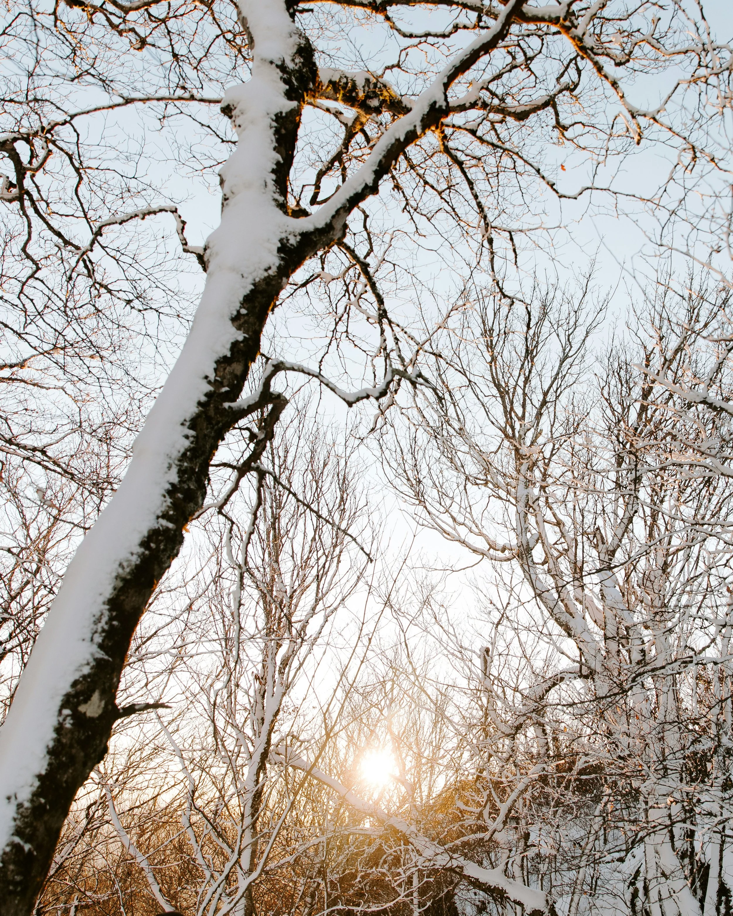 A snowy tree in the winter in Boone North Carolina