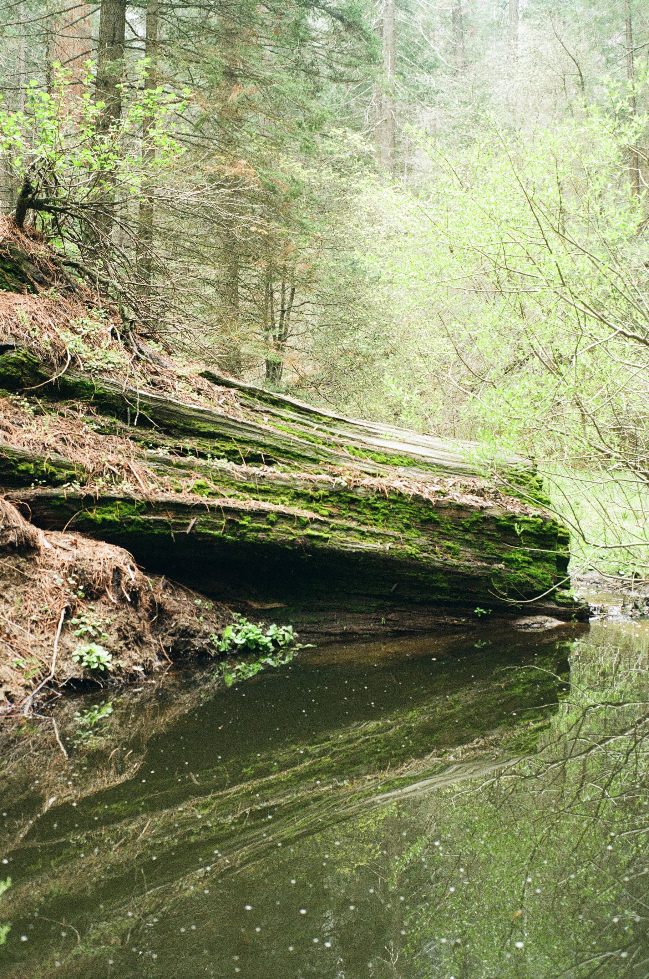 NATURE