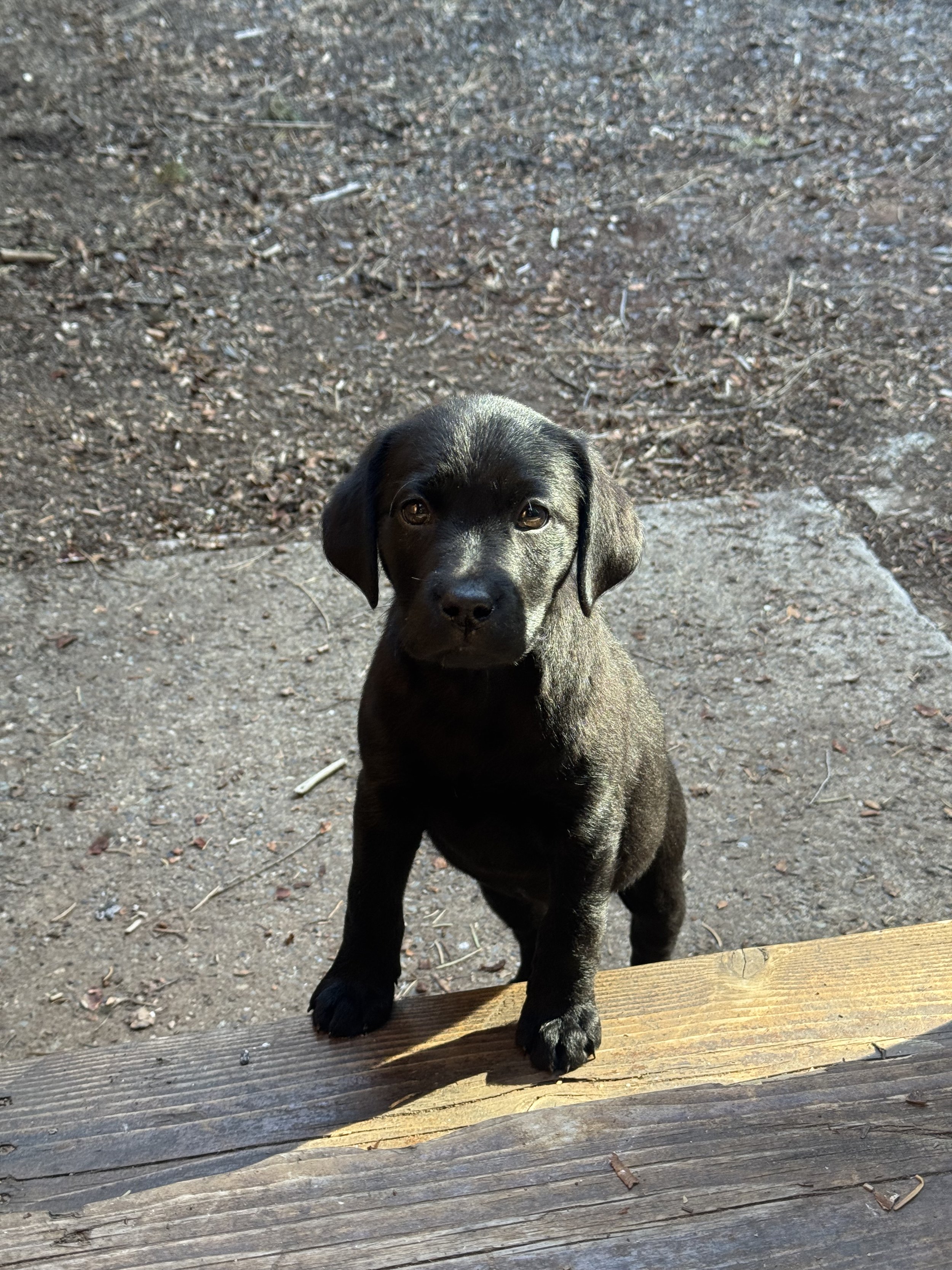 Do It Scared - Lessons From Puppy Training