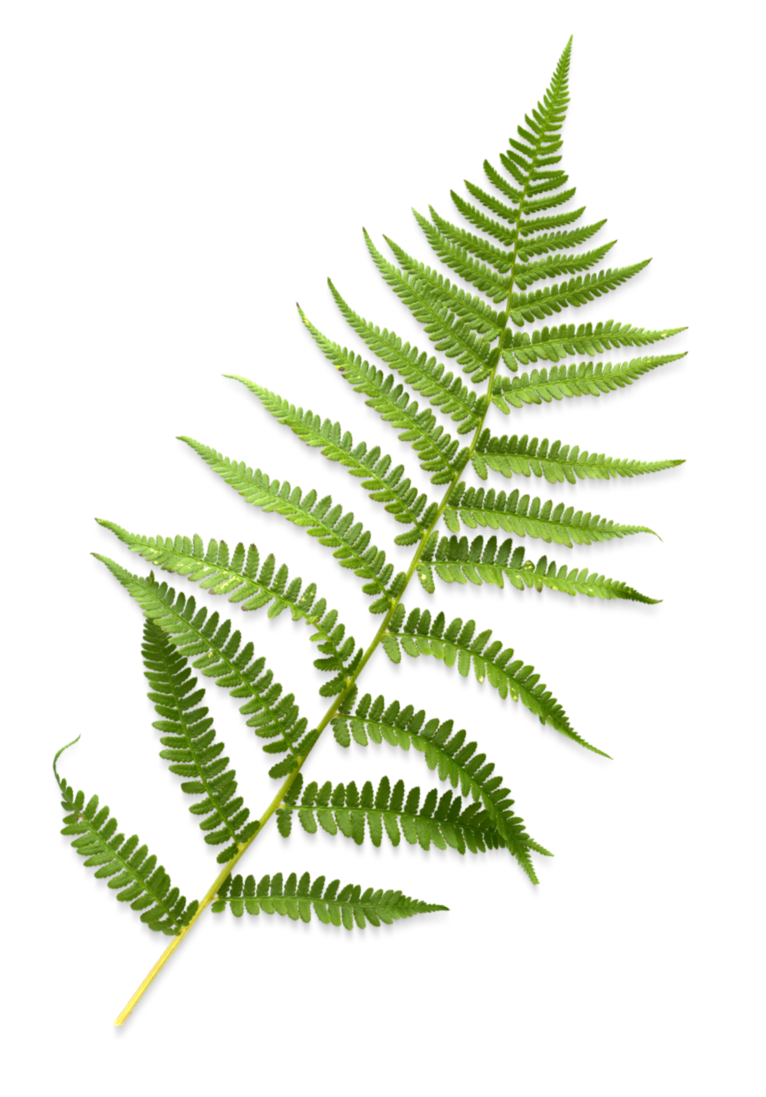 Green fern leaf on a black background