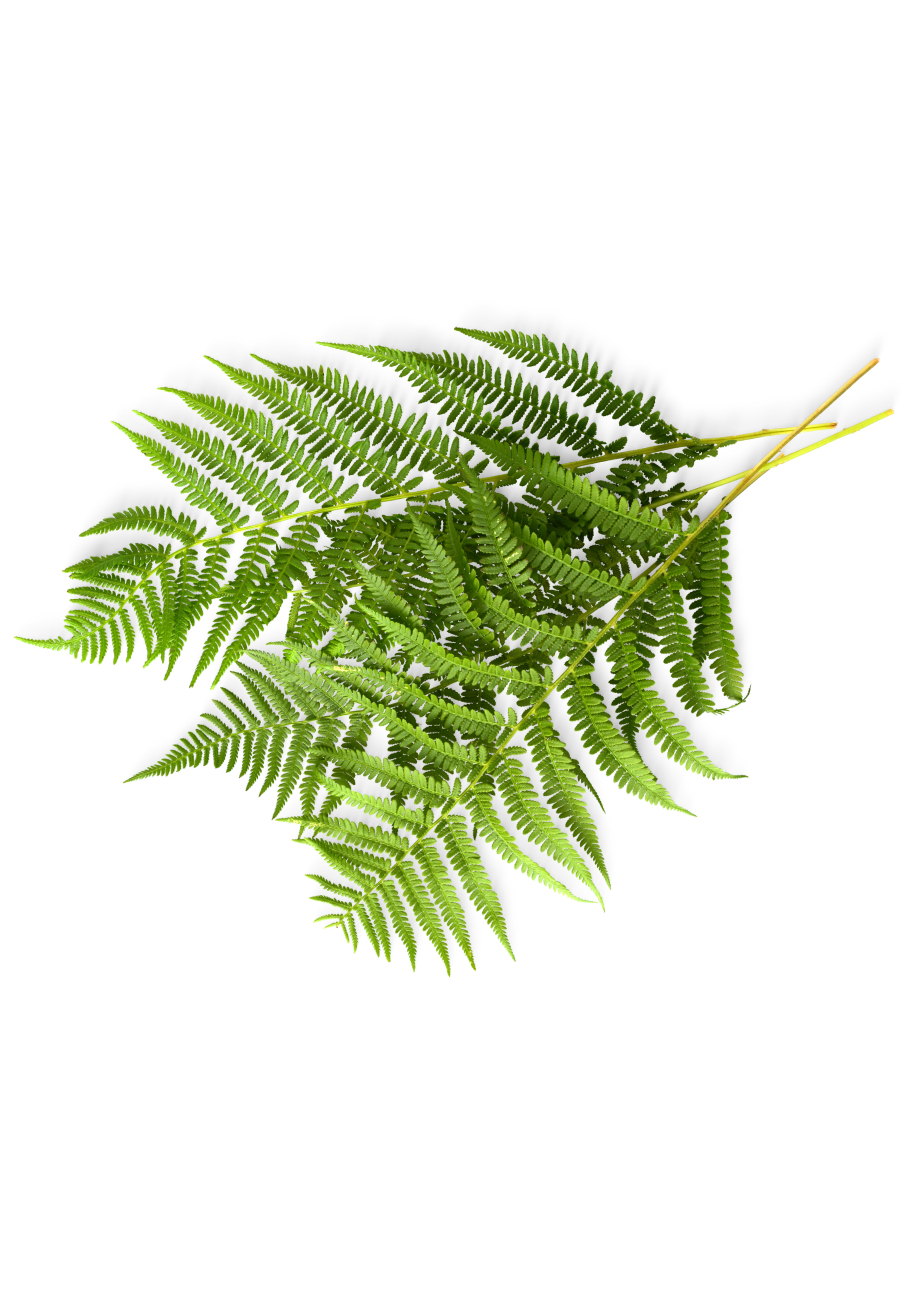 Green fern leaves arranged on a black background.