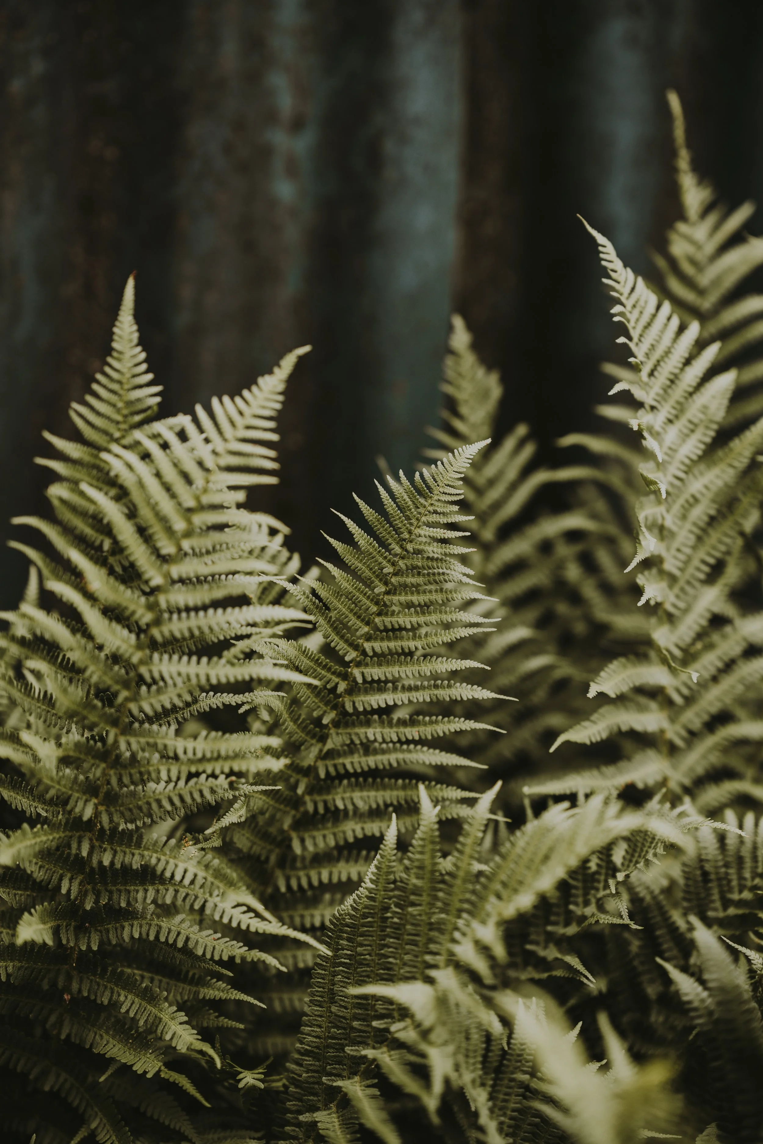 Close-up of green fern leaves in a forest setting with a blurred dark tree trunk in the background.
