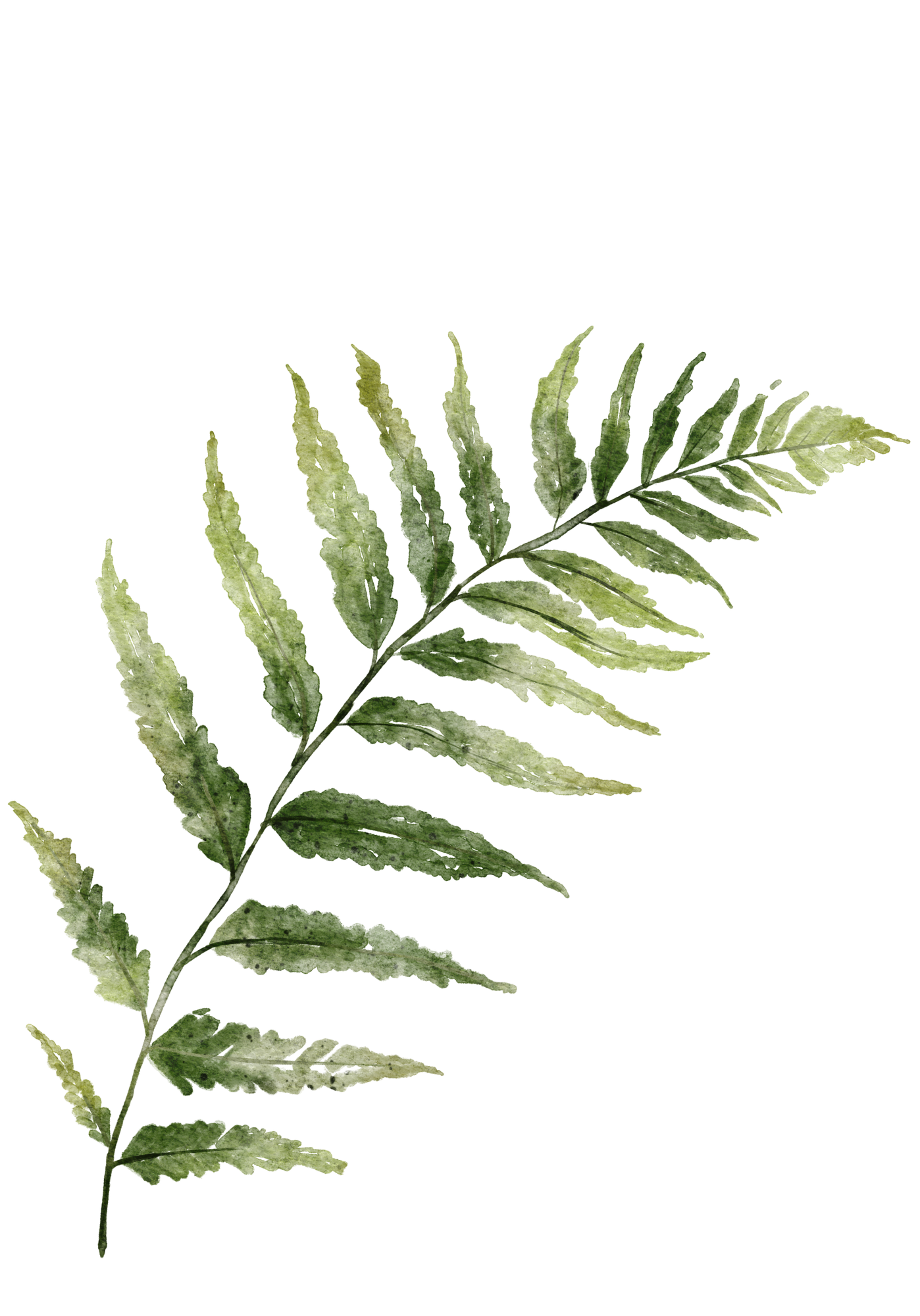 Watercolor painting of a lush green fern plant with multiple leaflets.