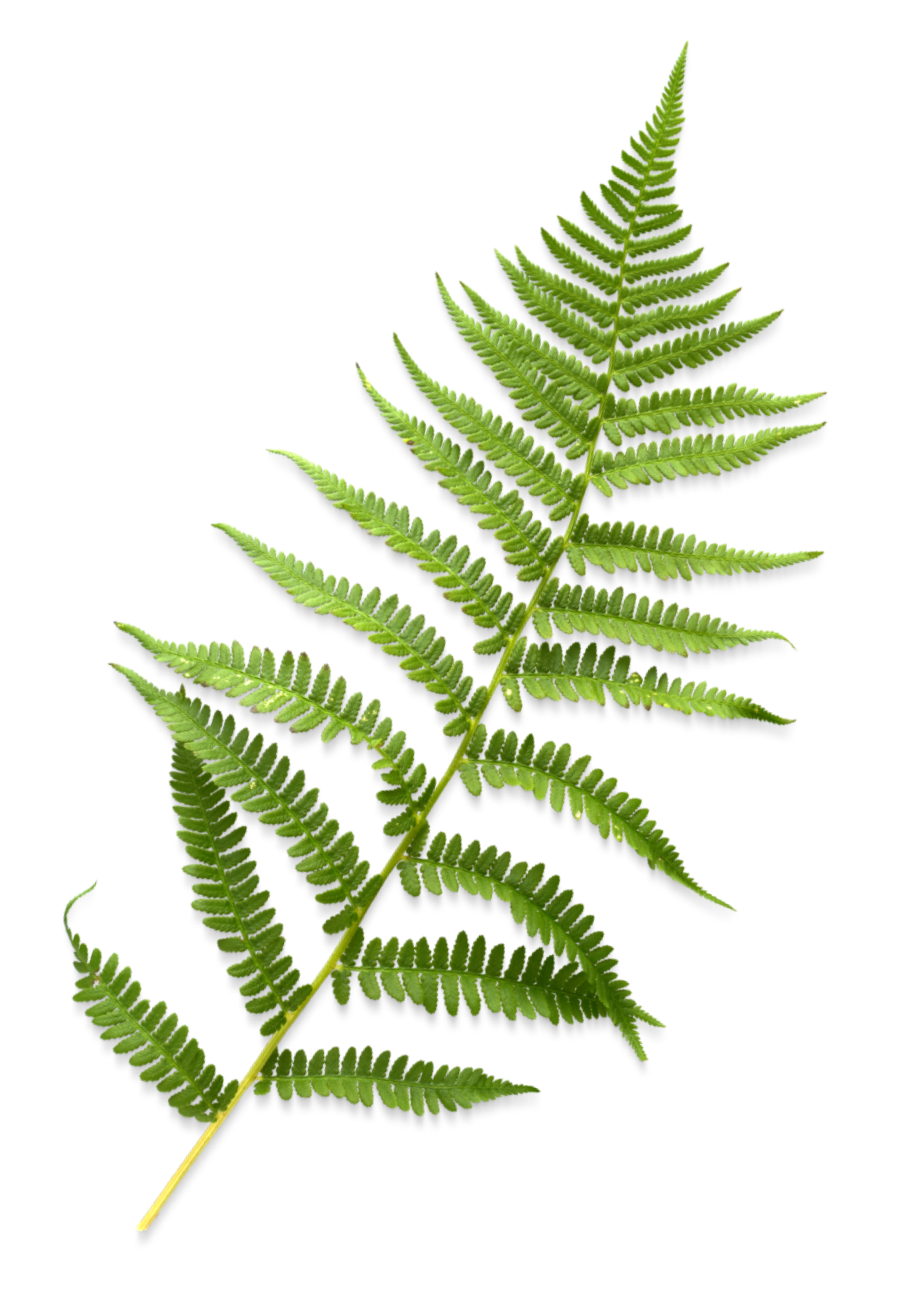 Green fern frond with multiple leaflets against a black background.
