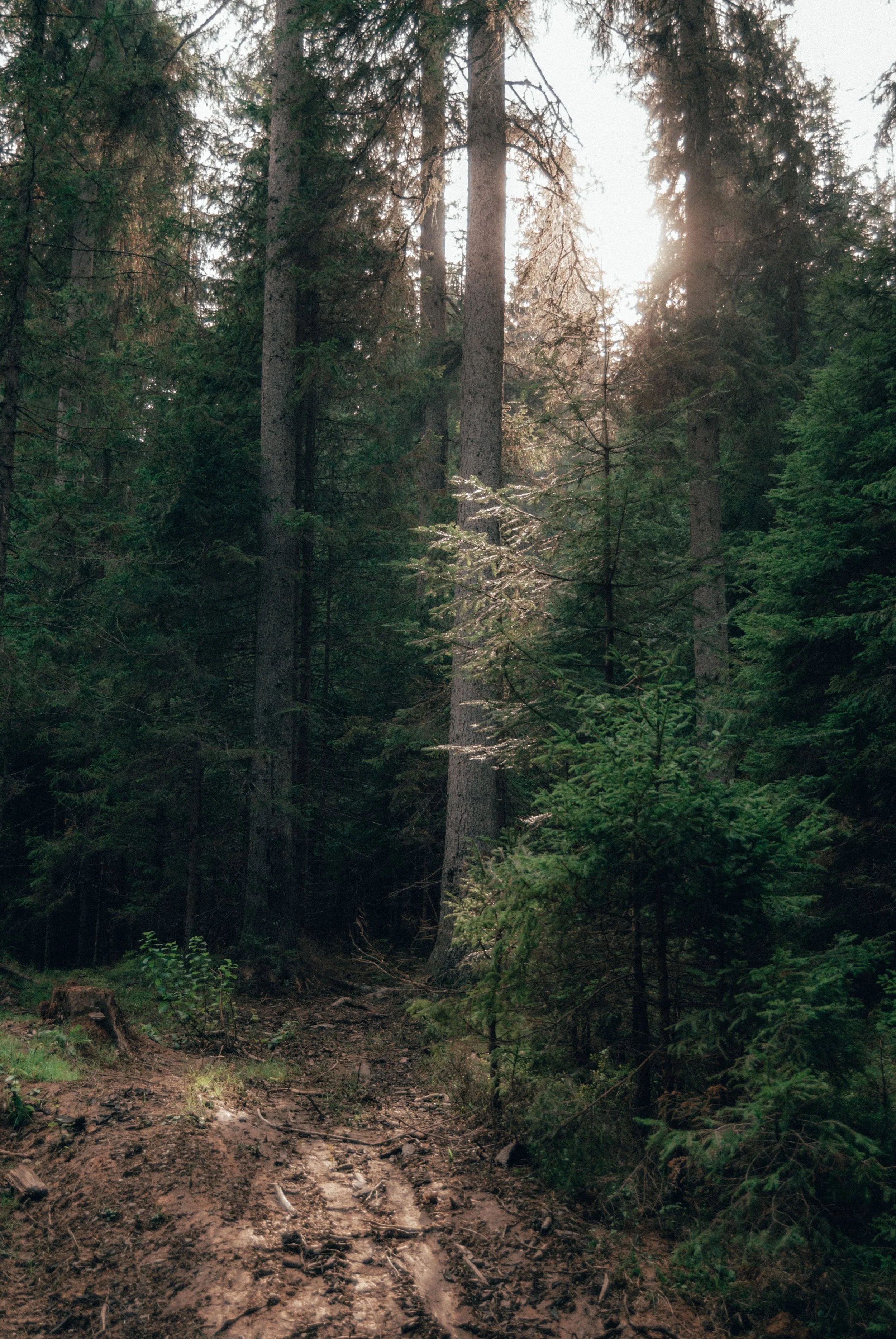 Dirt trail through a dense green forest with tall trees and sunlight filtering through the canopy.