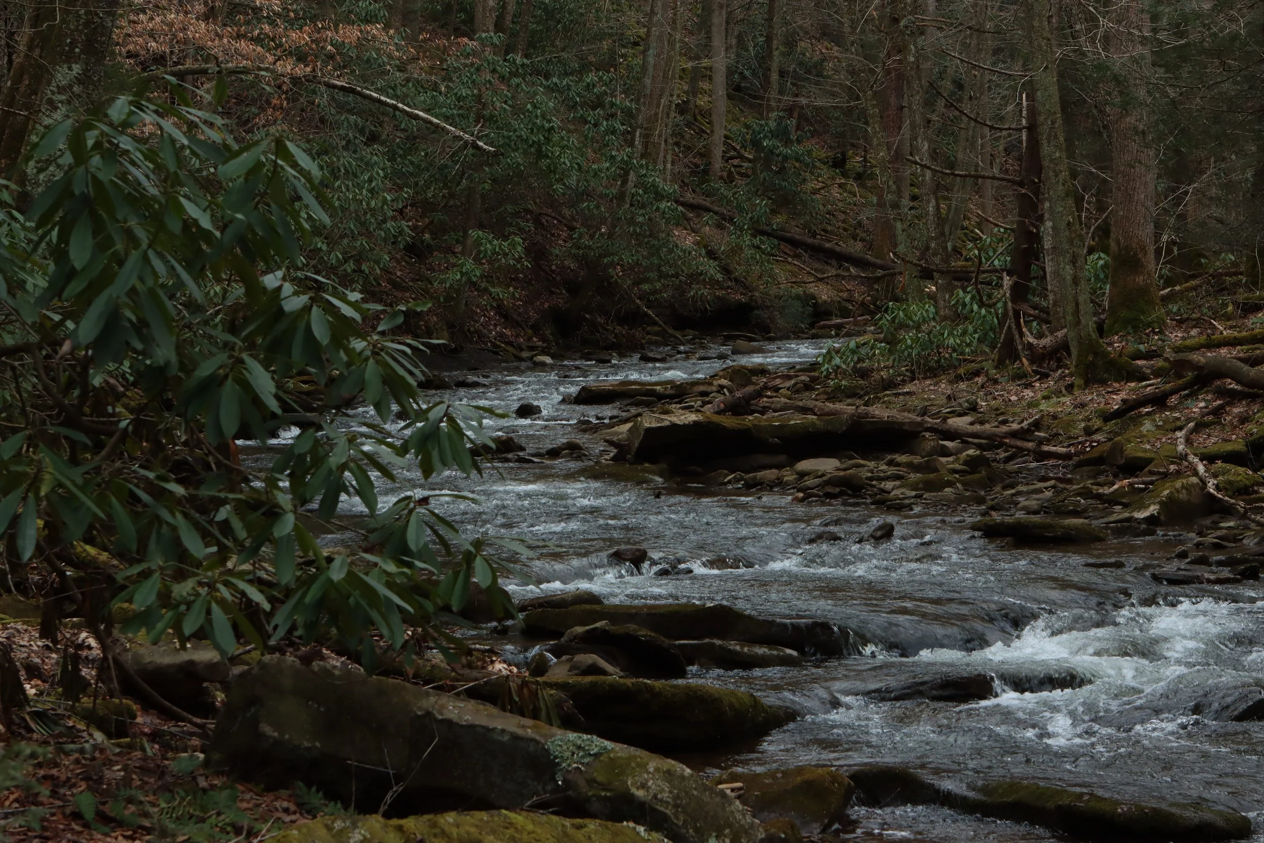 A forest scene with a small stream flowing over rocks, surrounded by trees and dense green foliage.