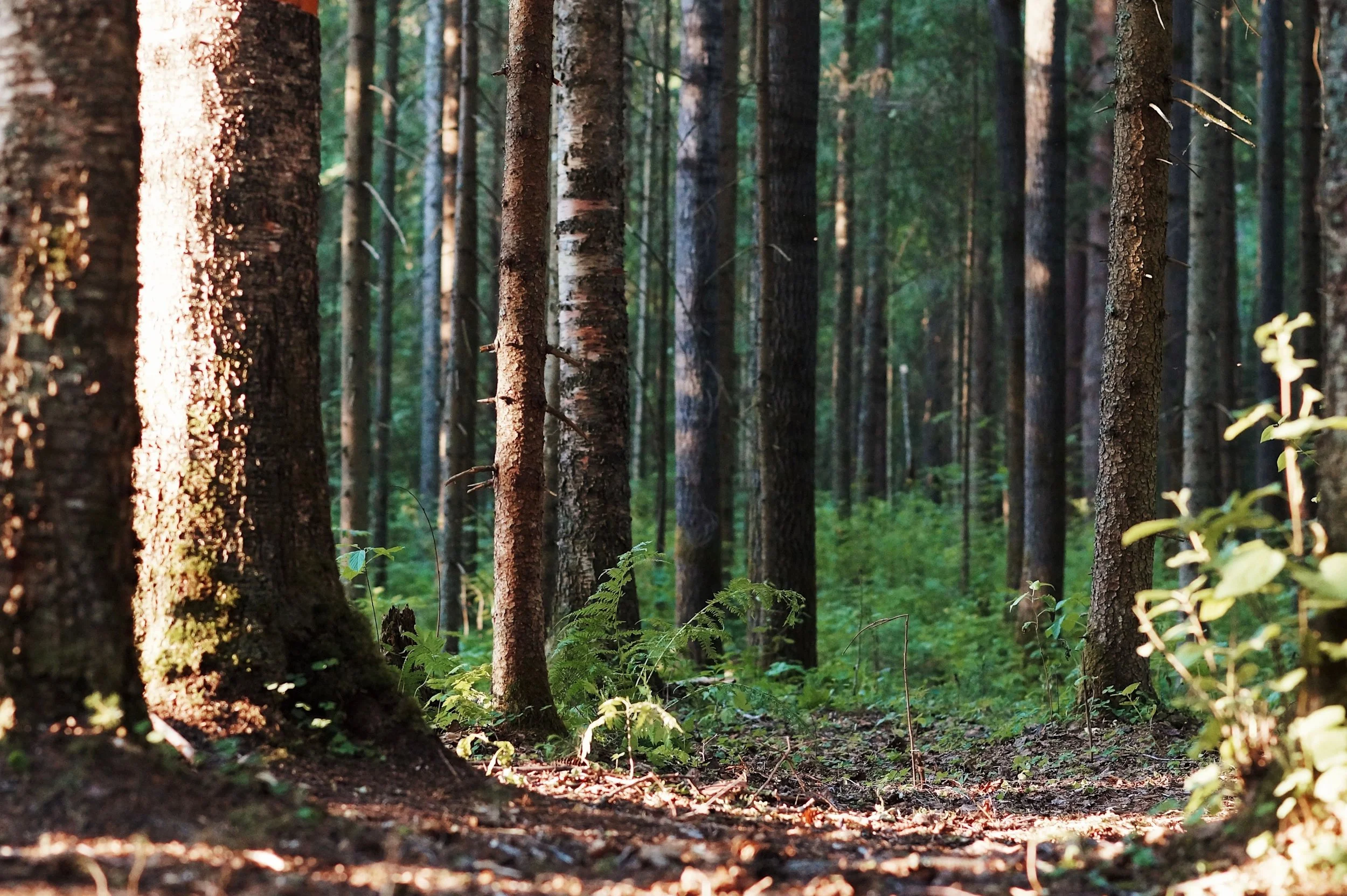 A dense forest with tall trees and green foliage, sunlight filtering through the trees, creating patches of light and shadow on the forest floor.