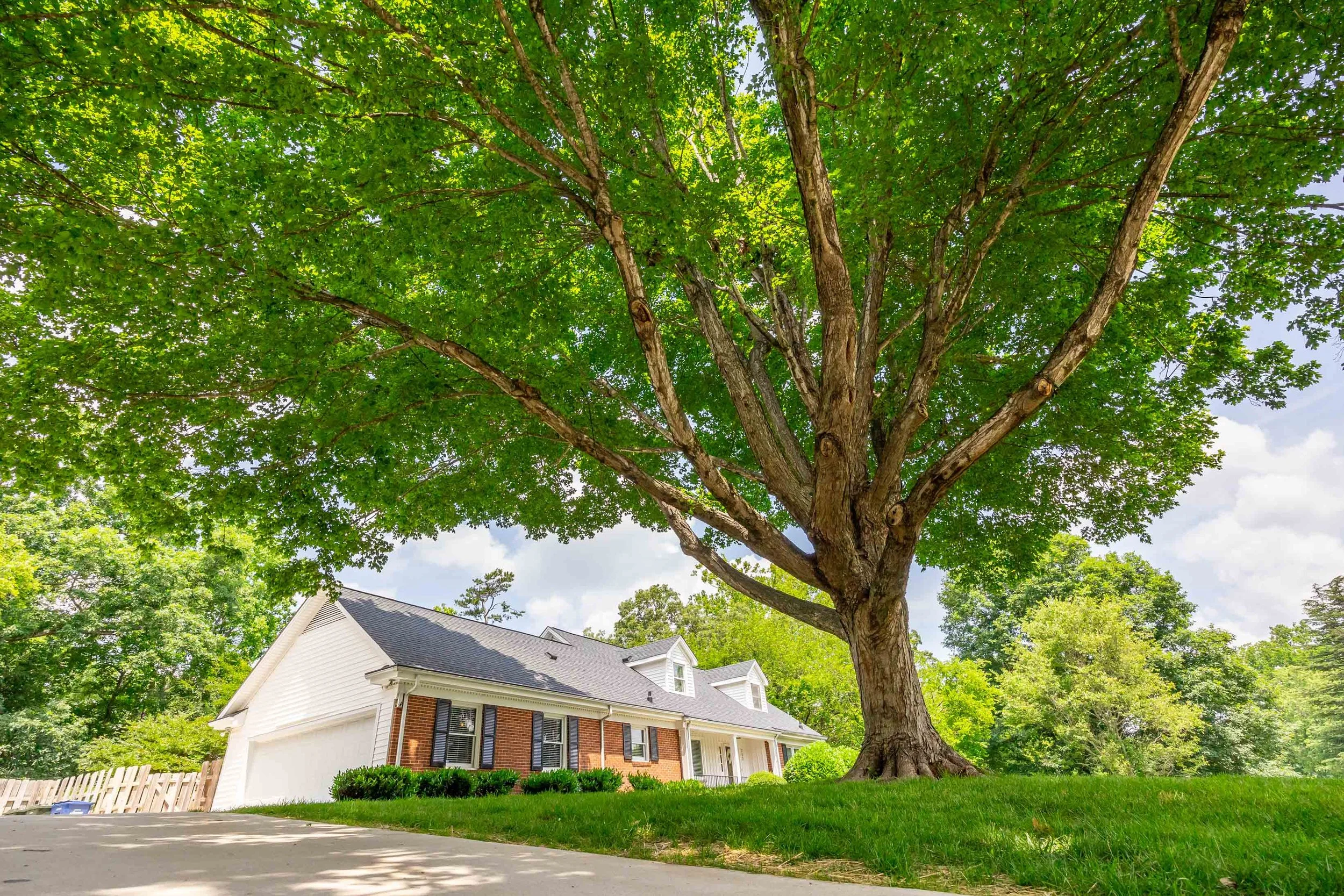 Large leafy tree in front of a two-story suburban house with a white garage and black shutters, bright green grass, and a driveway.