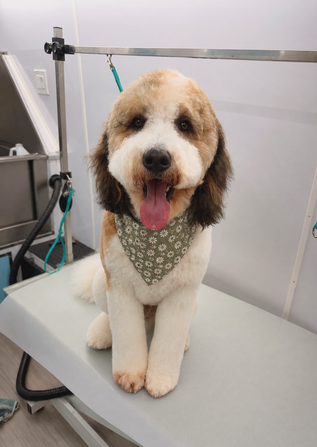 A happy dog with a bandana sitting on a grooming table at a pet grooming salon.