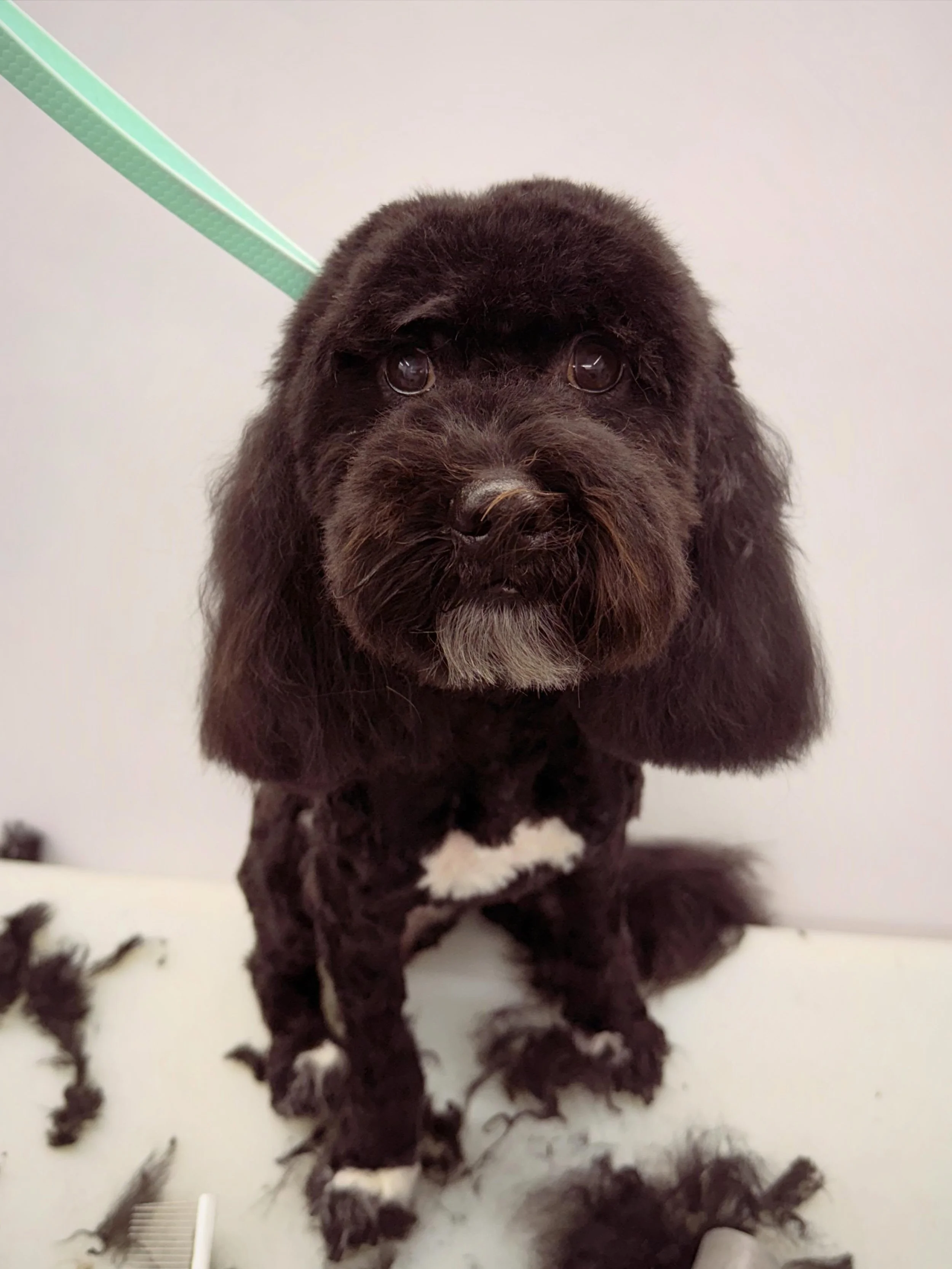 🚐✂️ Swipe to see the magic!

This sweet pup was hiding behind all that fluff! After a bath, blowout, haircut, and lots of love, they&rsquo;re looking fresh and feeling amazing.