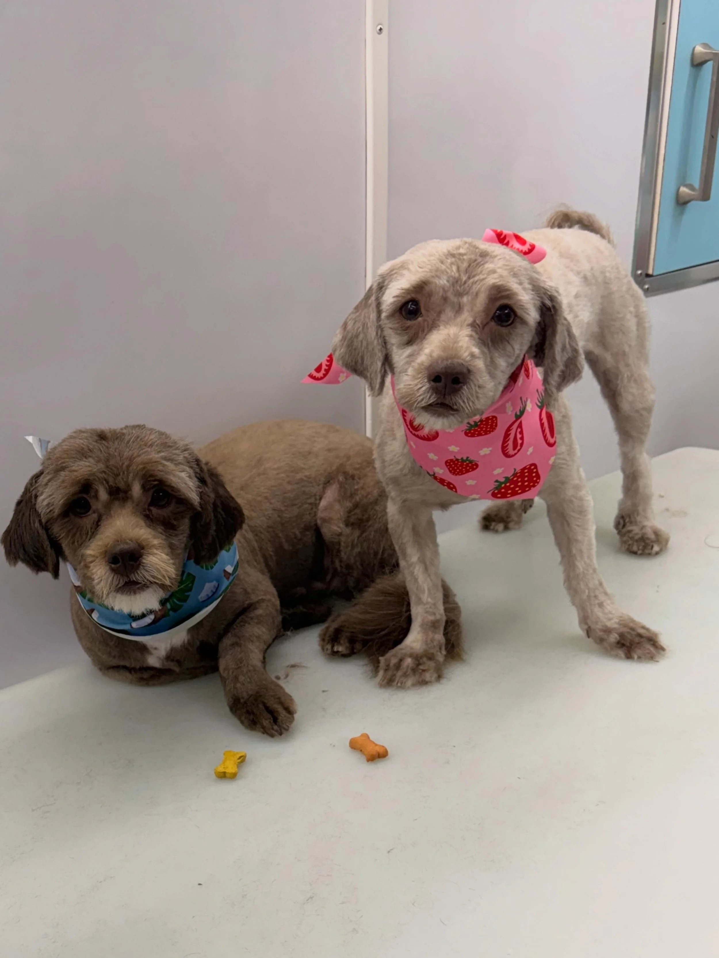 A couple of transformations that took lots of time and patience. These pups required two haircuts, one preshave and another after their bath. When your pups hair is too matted to get through they need a shave down first to ensure a proper bath, blow 