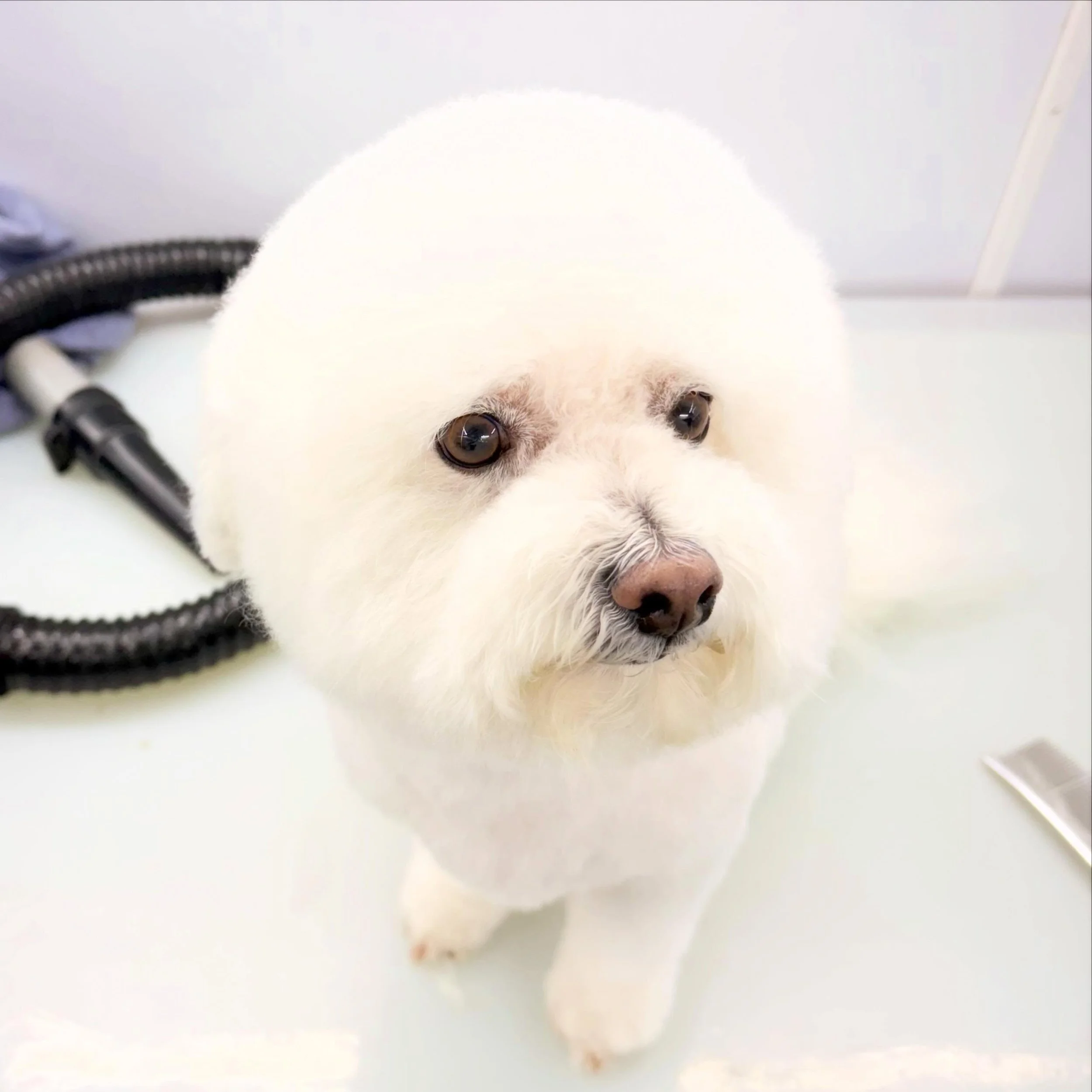 Such a handsome and good boy! Hand scissoring a dog takes lots of patience and not just for the groomer but your pup as well.