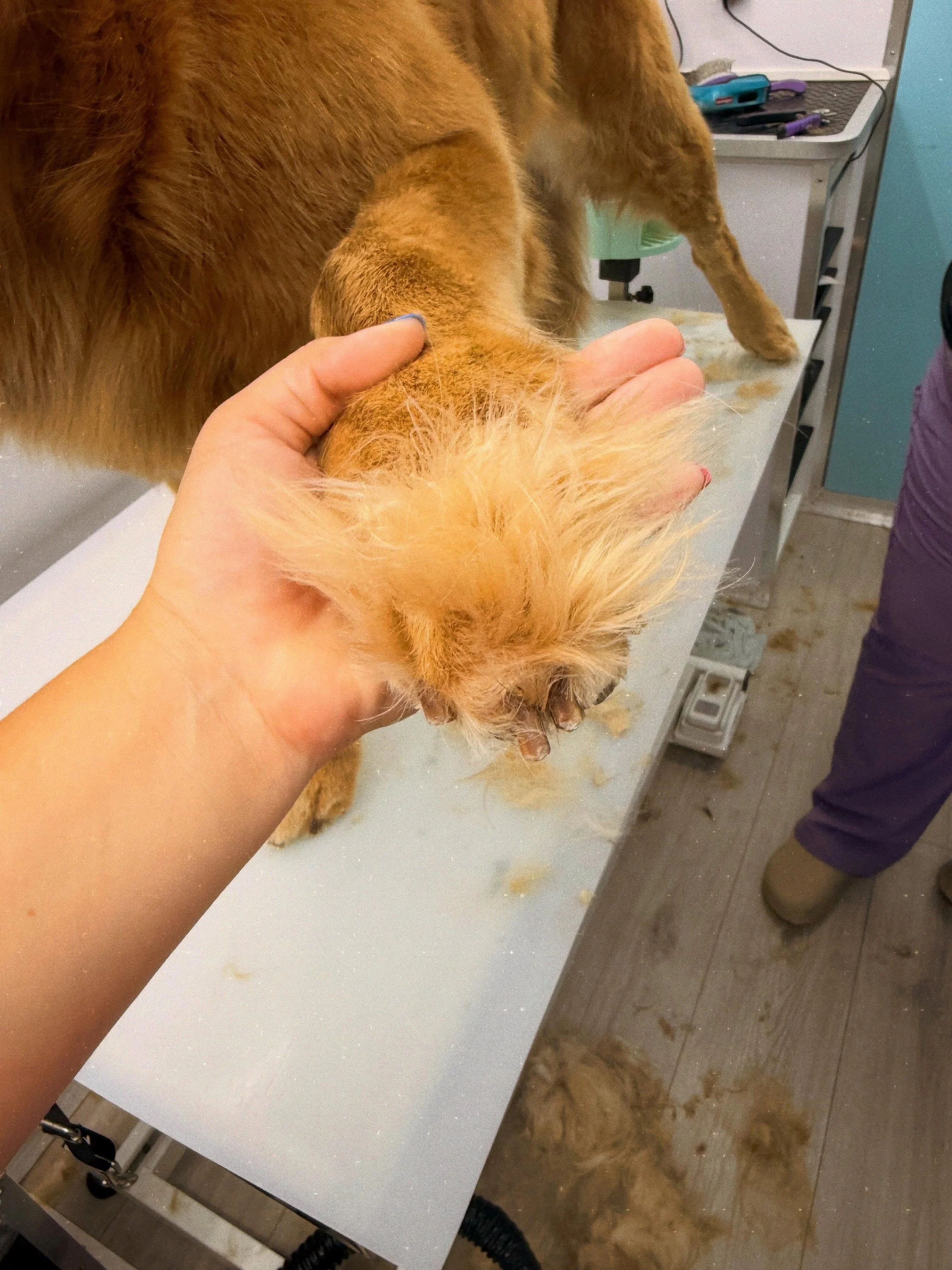 I love love love getting to give your pups a much needed pawdicure.