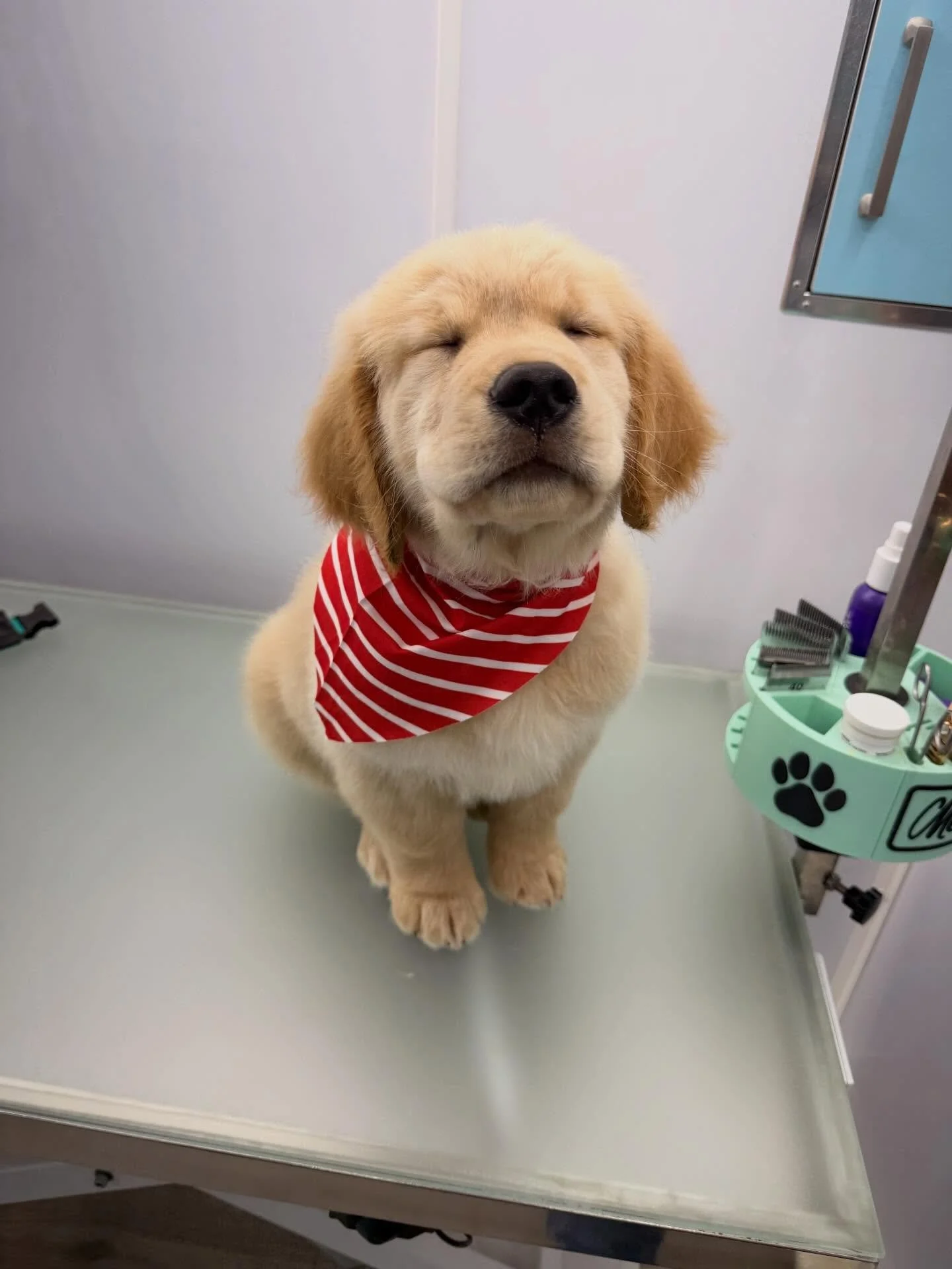 I may be biased but he&rsquo;s my favorite client to groom. I love you my Ranger boy