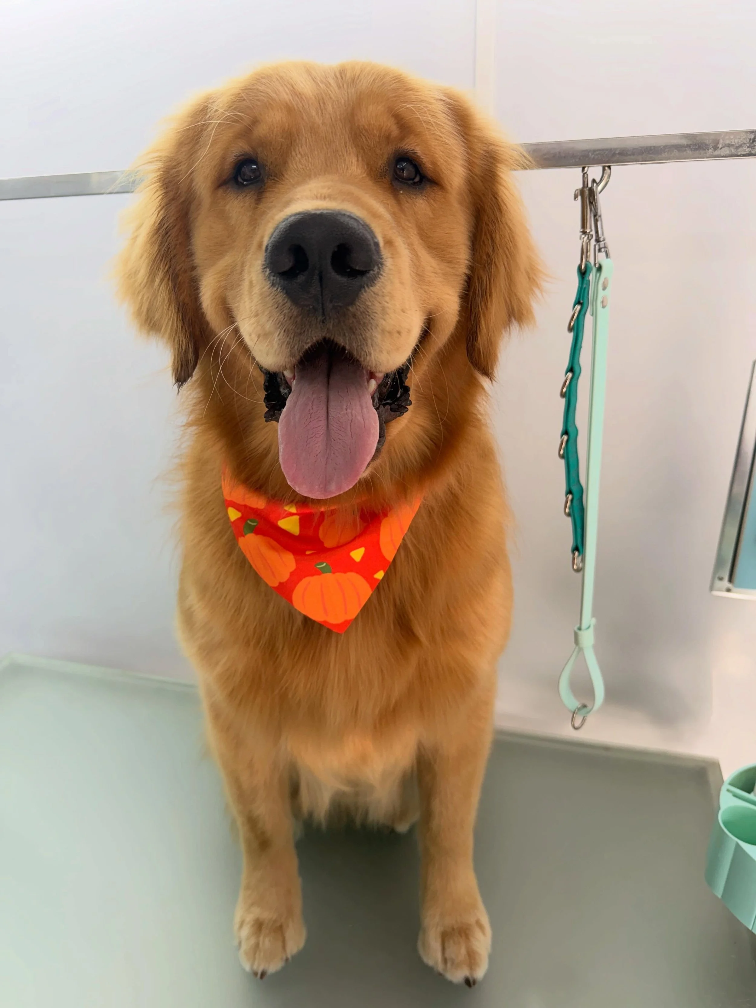 Hank is the most handsome well bred golden! He truly is something special. I&rsquo;m obsessed with him🧡