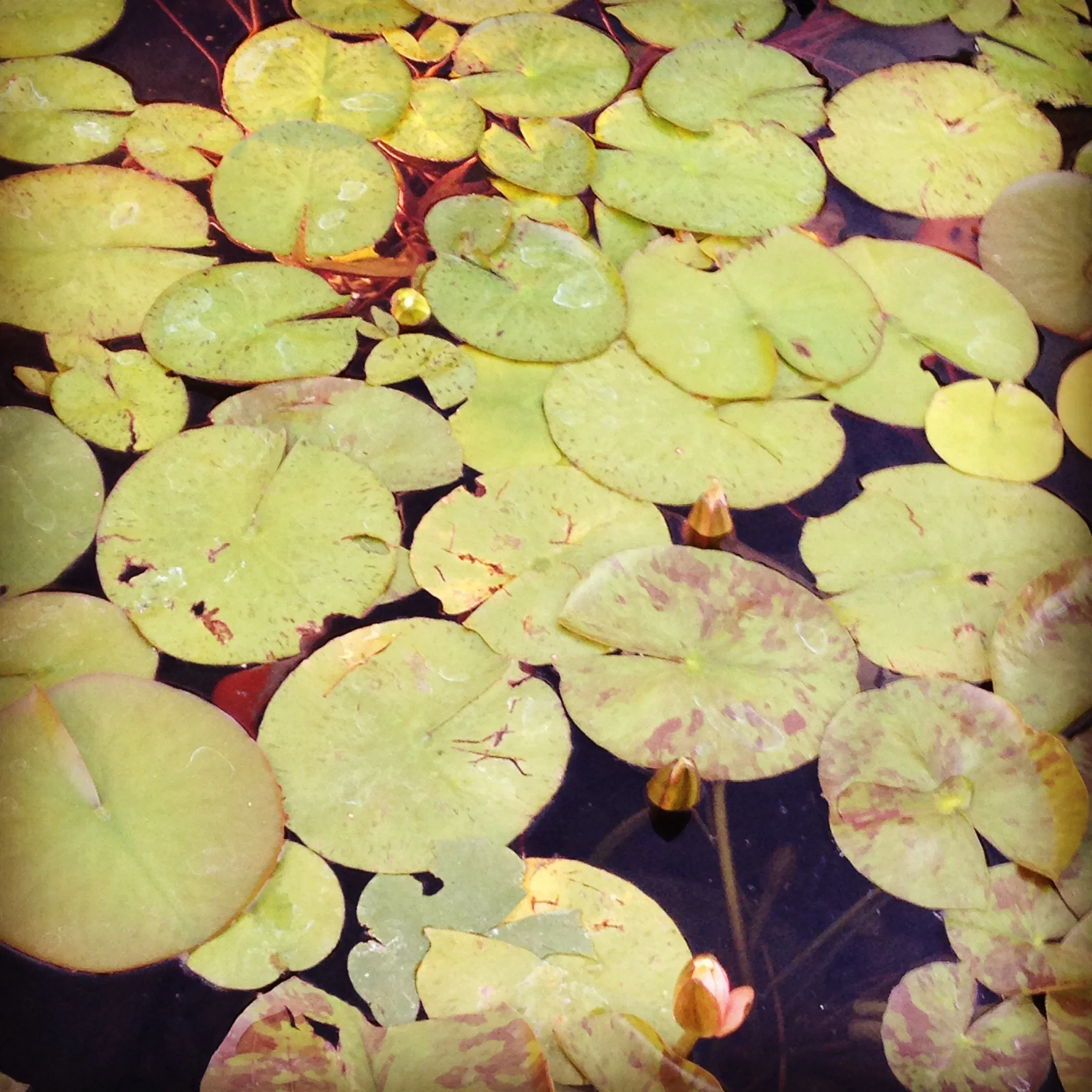 lillypads