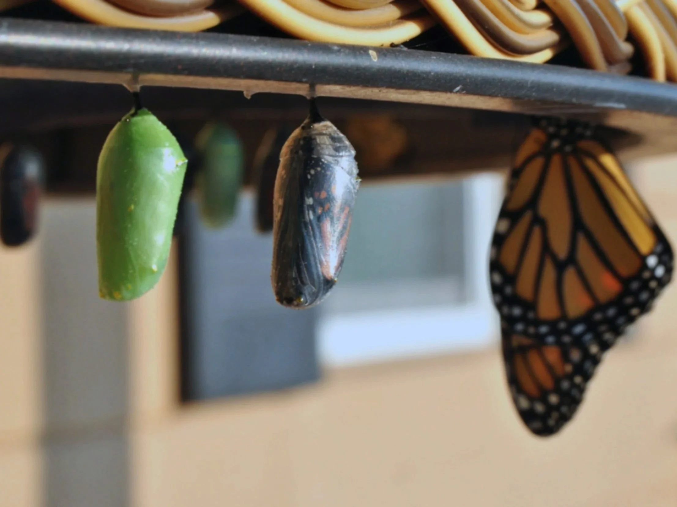 butterfly