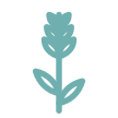 Lavender icon representing prolapse management and perimenopause care