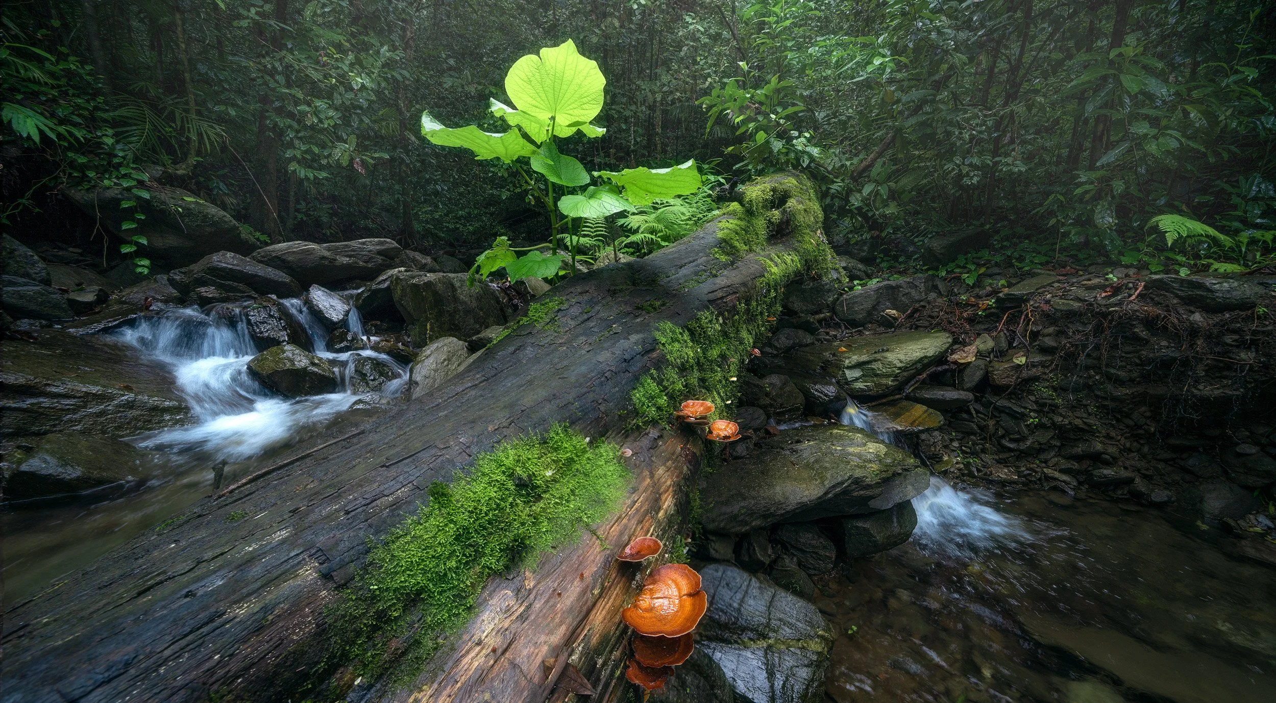 Quiet Growth - Danbulla National Park 2025
