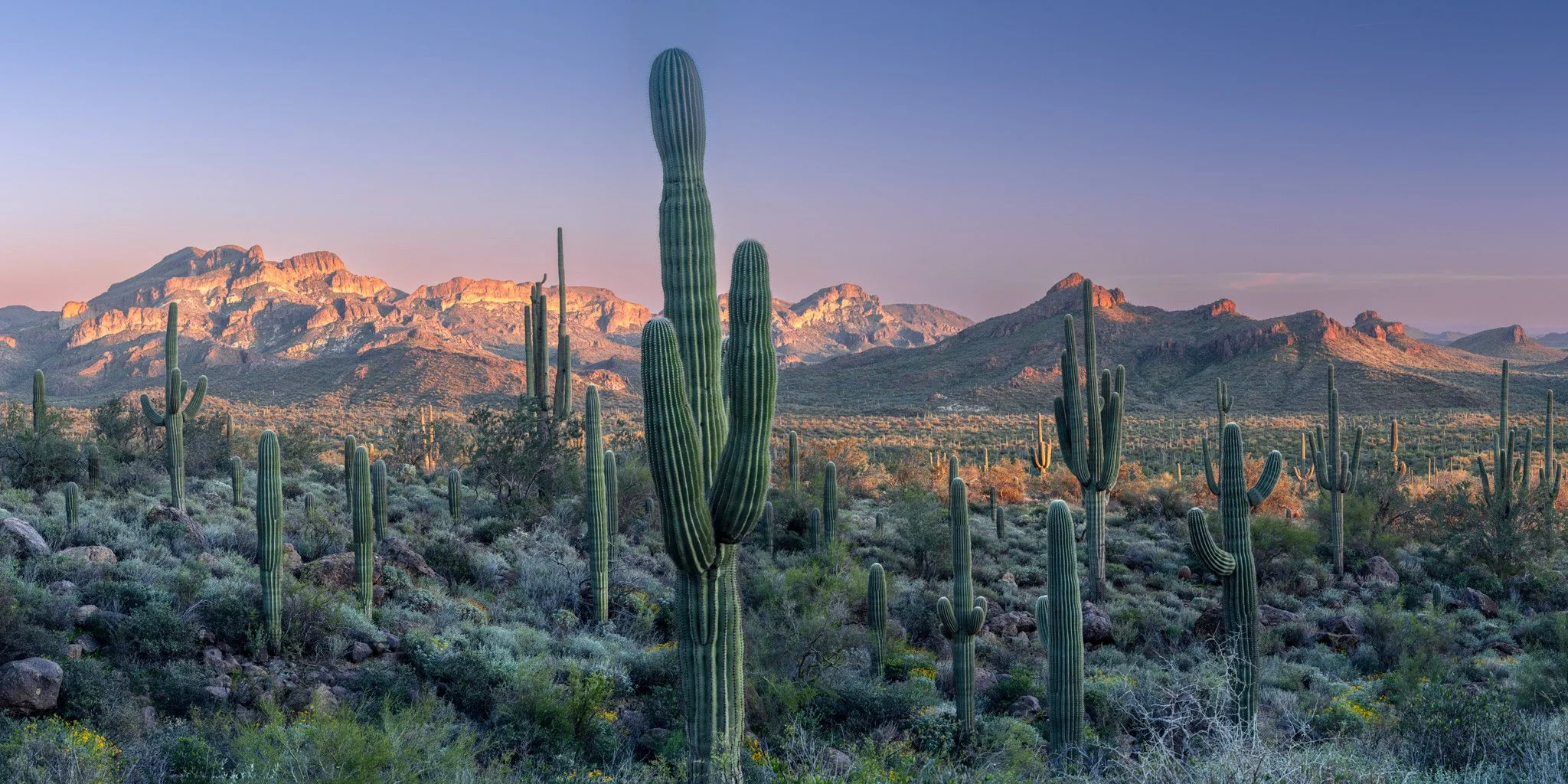 pastel desert - Arizona 2026