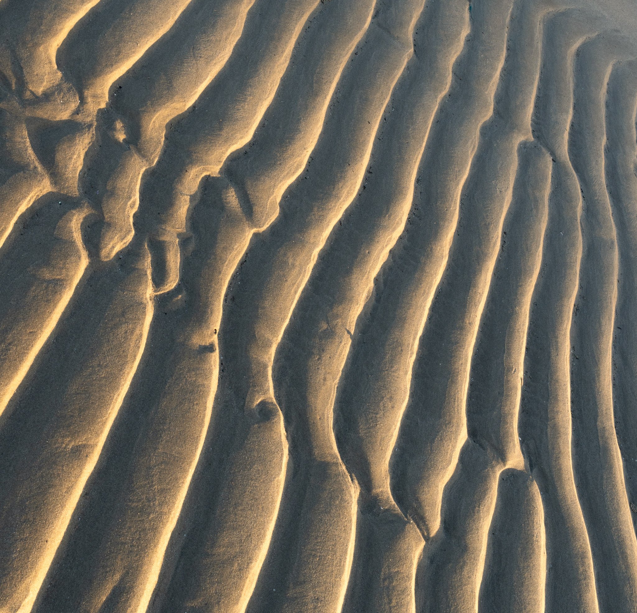 Golden Sand - Mowbray National park 2026